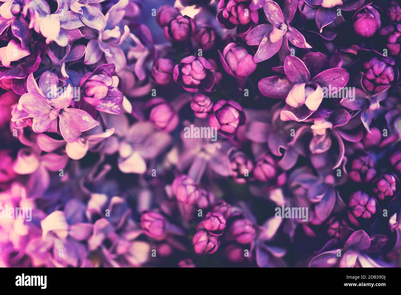 Fiori lilla viola fioriscono in giardino Foto Stock