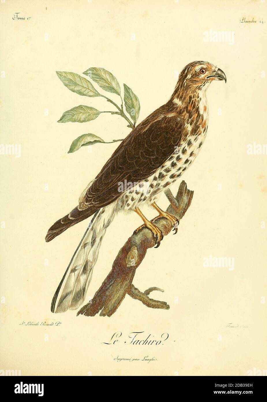 Il tachiiro o goshawk africano (Accipiter tachiiro) è un uccello della famiglia Accipitridae, appartenente al genere Accipititer, appartenente al genere Accipitridae, del libro Histoire naturelle des oiseaux d'Afrique di le Vaillant, François, 1753-1824; Pubblicato a Parigi da Chez J.J. Fuchs, libraire .1799 Foto Stock