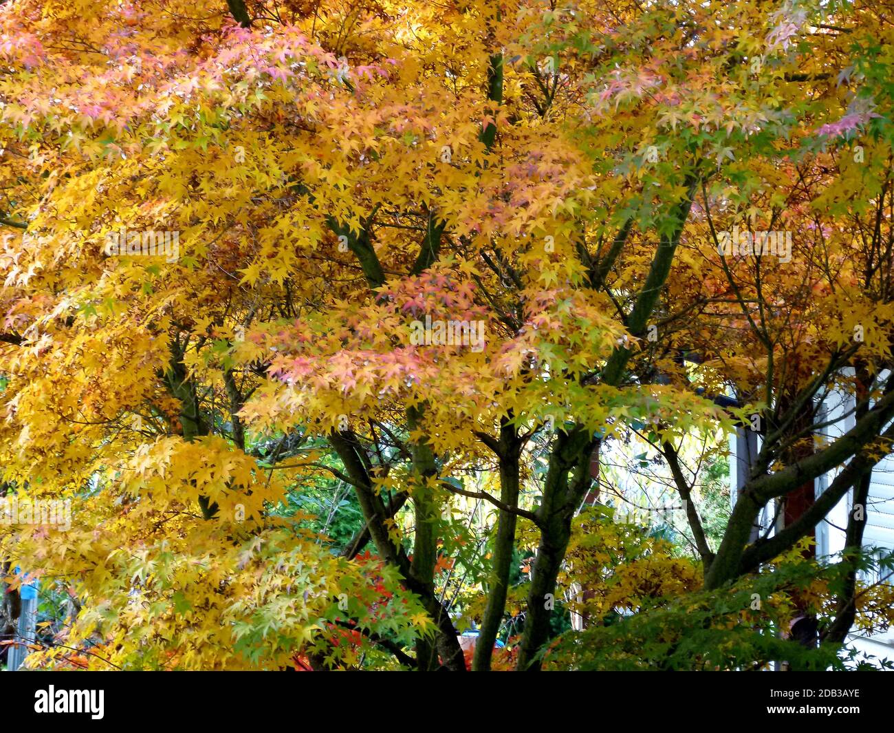 Imponente albero d'acero con colorate foglie d'autunno in bella luce Foto Stock