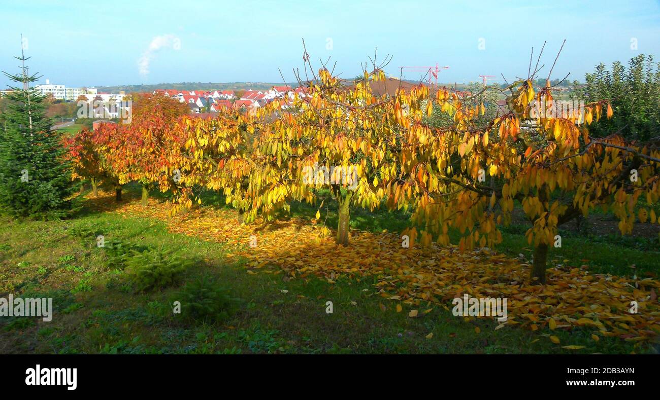 Piccoli alberi di ciliegio con foglie di autunno luminoso sull'albero e sul terreno Foto Stock
