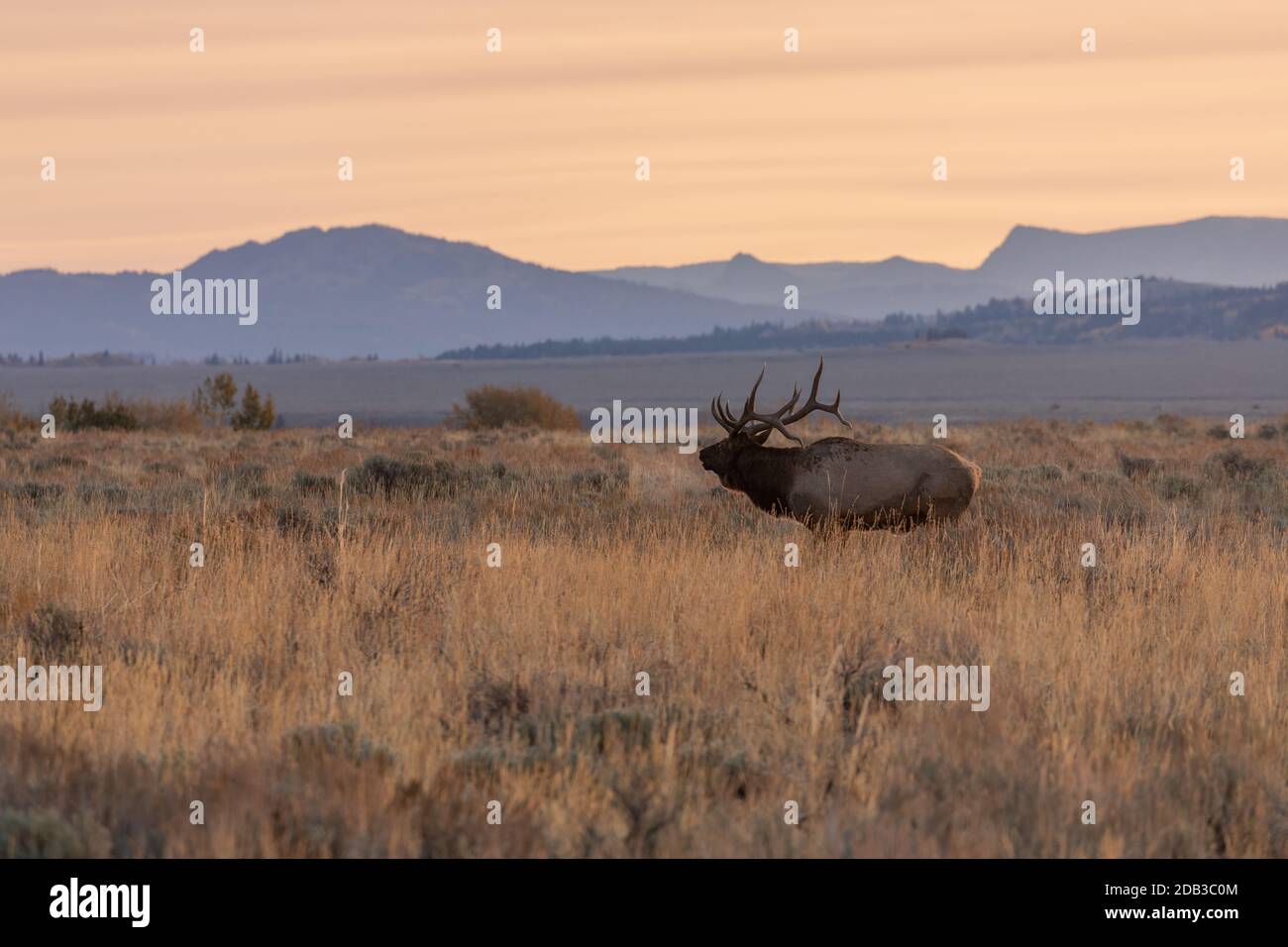 Bull Elk in Wyoming durante la caduta Rut all'alba Foto Stock