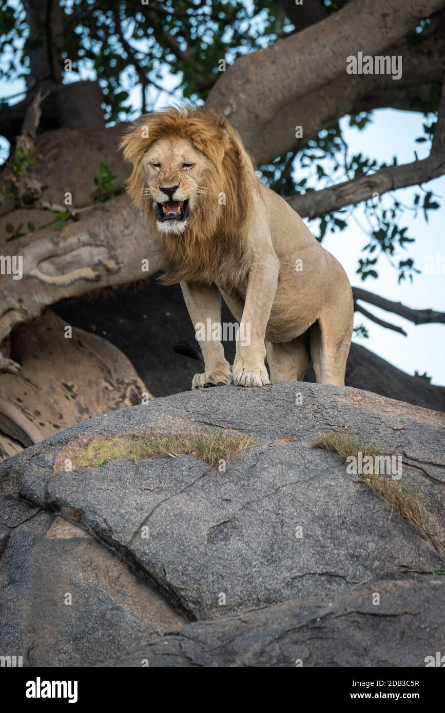 Il leone maschio ruggisce dalla cima della roccia Foto Stock