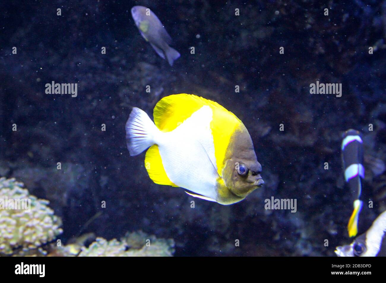 Pesci nella barriera corallina, le creature marine si sentono al sicuro nella barriera corallina Foto Stock