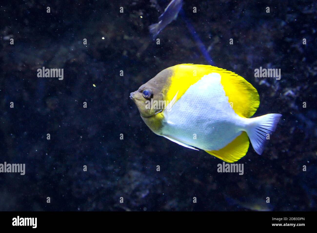 Pesci nella barriera corallina, le creature marine si sentono al sicuro nella barriera corallina Foto Stock