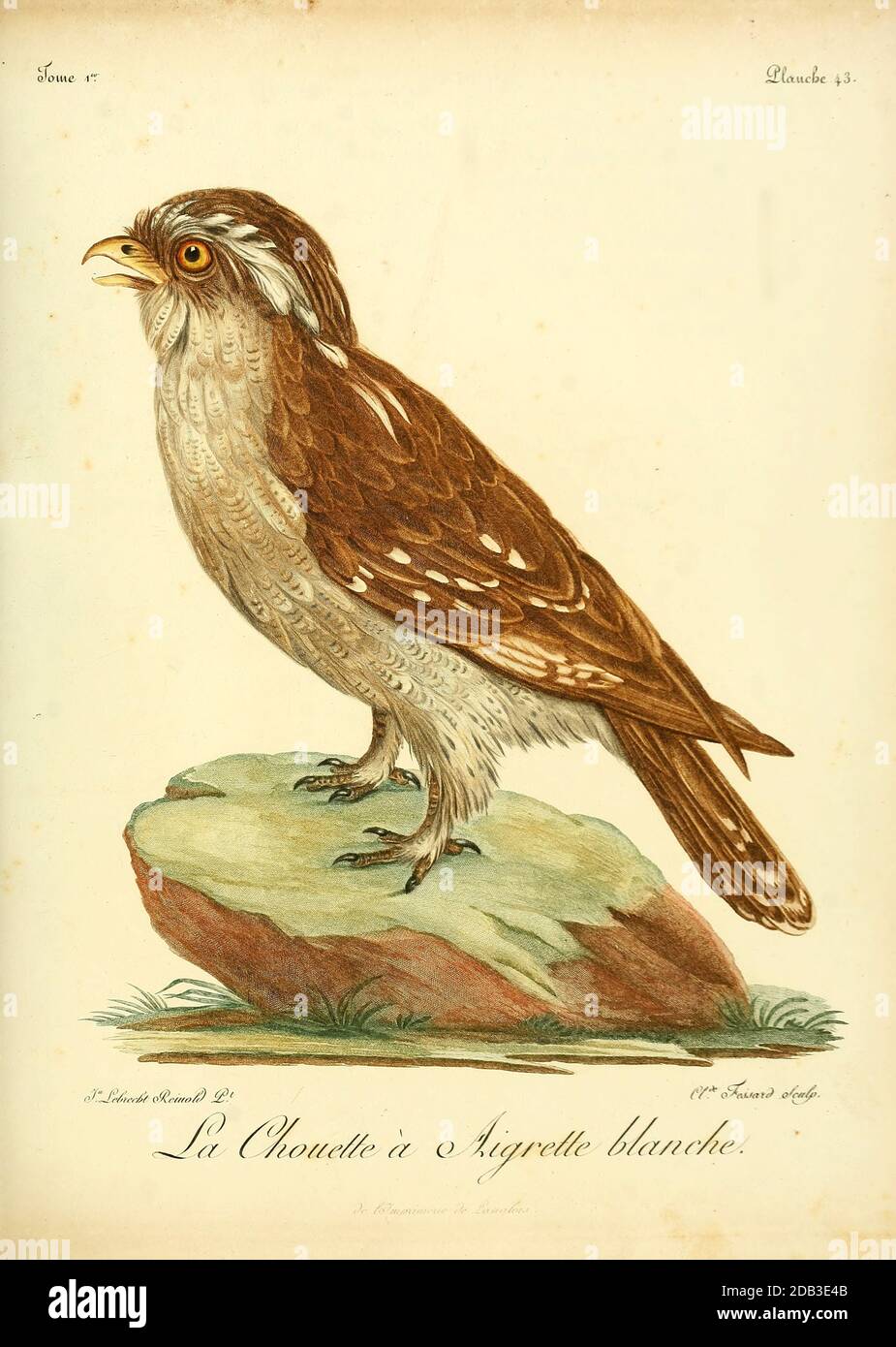 LA CHOUETTE A AIGRETTE BLANCHE White OWL Bird of Prey from the Book Histoire naturelle des oiseaux d'Afrique [Storia Naturale degli uccelli dell'Africa] di le Vaillant, François, 1753-1824; pubblica a Parigi di Chez J.J. Fuchs, libraire .1799 Foto Stock