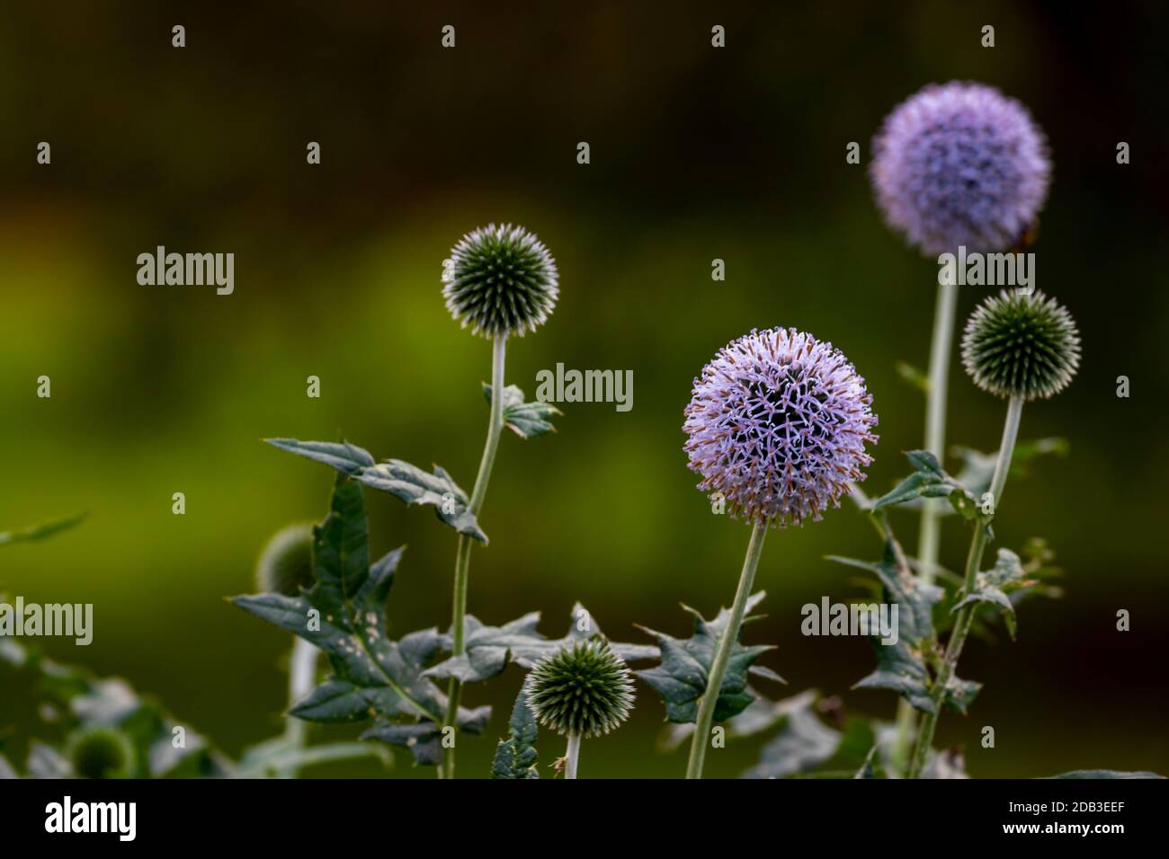 Fiori di allio, teste porpora arrotondate di cipolla ornamentale, con fuoco selettivo sulla palla di fiore anteriore. Sfondo verde scuro sfocato. Forme circolari Foto Stock