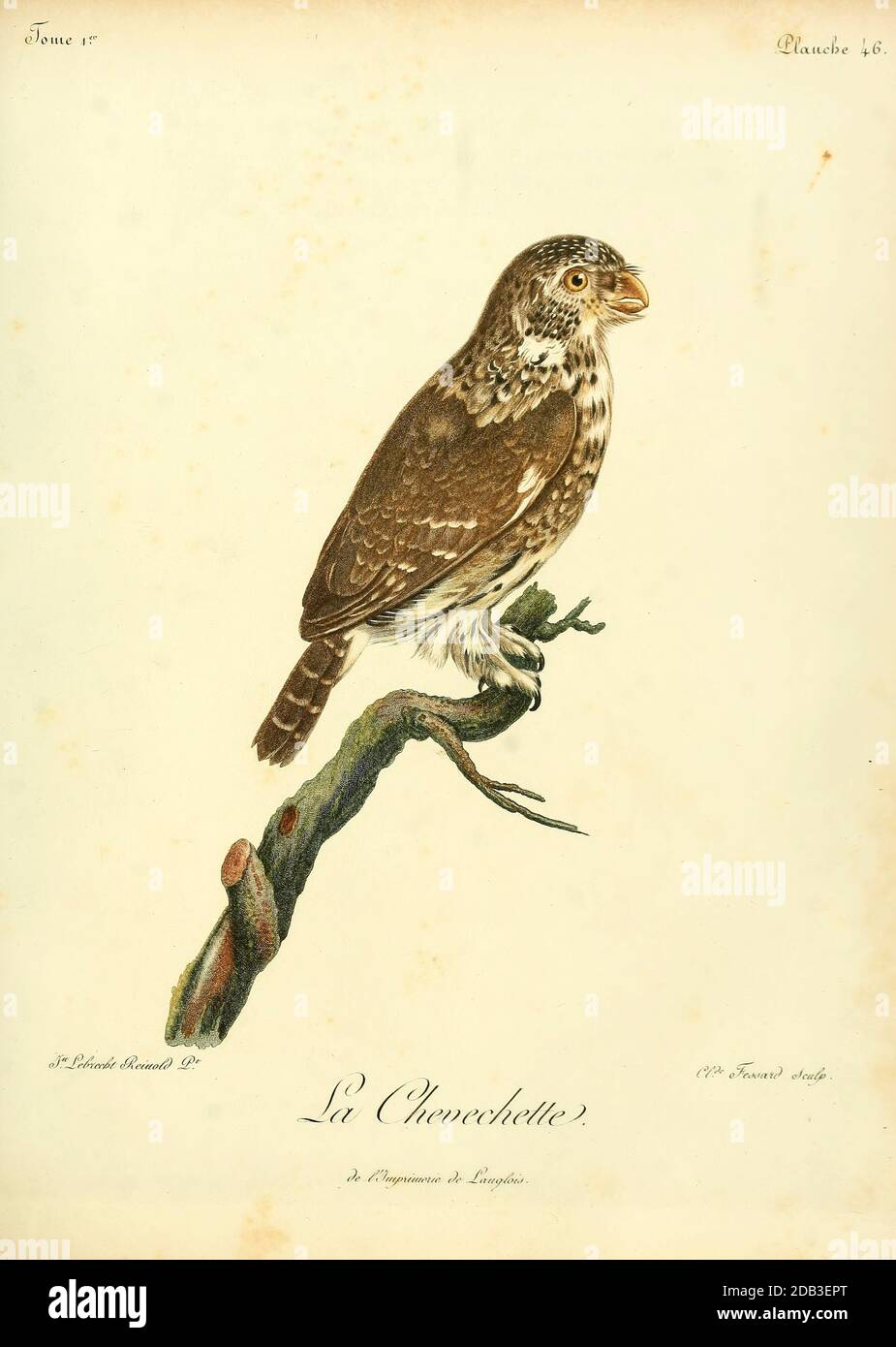 La Chevêchette d'Europa o gilofo eurasiatico (Glaucidium passerinum) è il più piccolo gufo d'Europa. È un rosso scuro a grigio-marrone, con i lati macchiati e metà di un anello bianco intorno alla parte posteriore del collo. Questa specie si trova nelle foreste boree dell'Europa settentrionale e centrale a SiberiaBird di Prey dal Libro Histoire naturelle des oiseaux d'Afrique [Storia Naturale degli uccelli dell'Africa] di le Vaillant, François, 1753-1824; pubblica a Parigi di Chez J.J. Fuchs, libraire .1799 Foto Stock