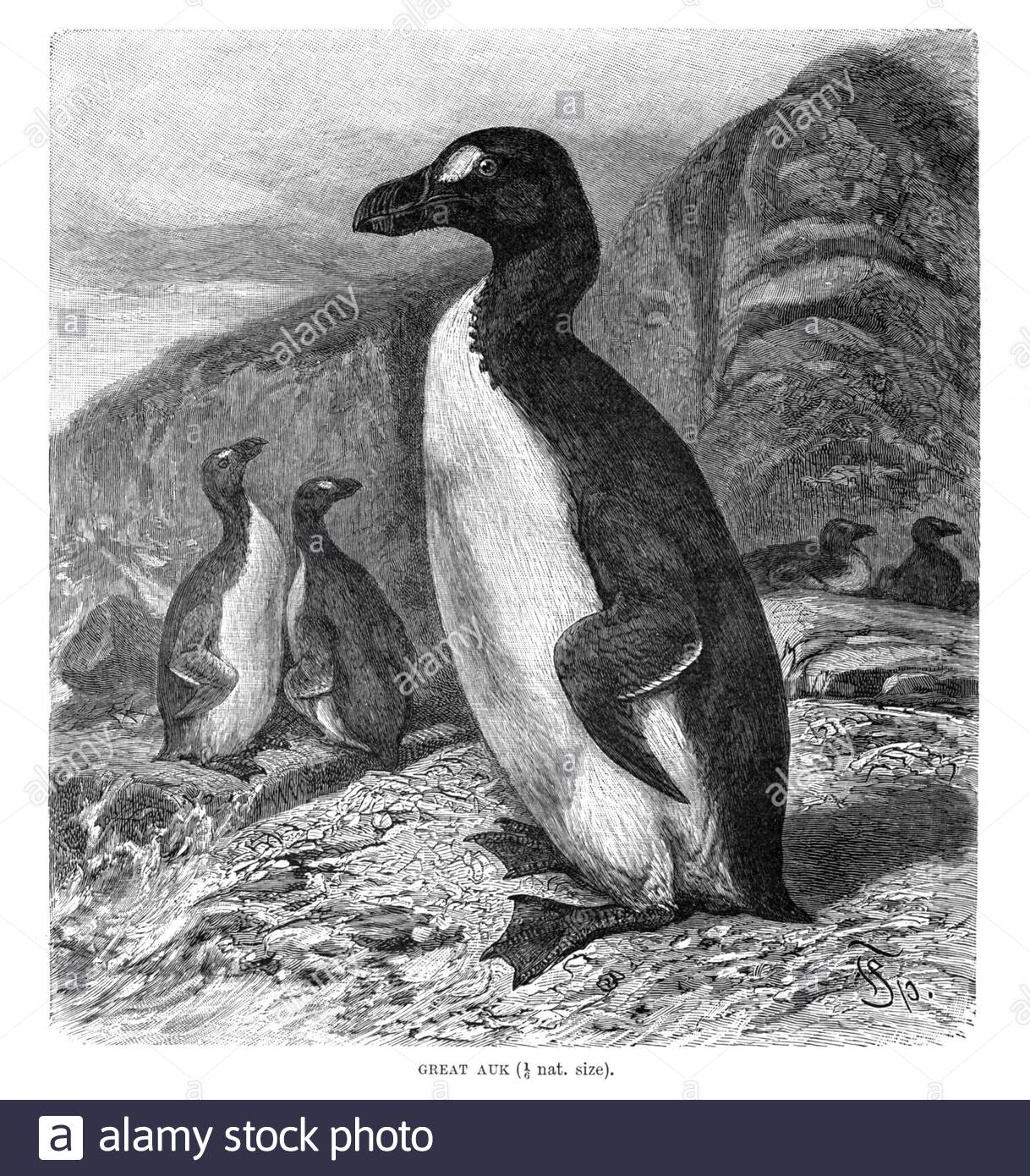Grande Auk, illustrazione vintage del 1895. La Grande Auk era una specie di uccelli marini senza luce che si estingueva a metà del XIX secolo Foto Stock