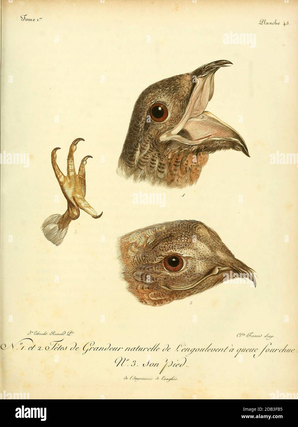 Primo piano del disegno di legge e artiglio di un uccello nighthawk di Prey dal Libro Histoire naturelle des oiseaux d'Afrique [Storia Naturale degli uccelli d'Africa] Volume 1, di le Vaillant, François, 1753-1824; Pubblicazione a Parigi di Chez J.J. Fuchs, libraire 1799 Foto Stock