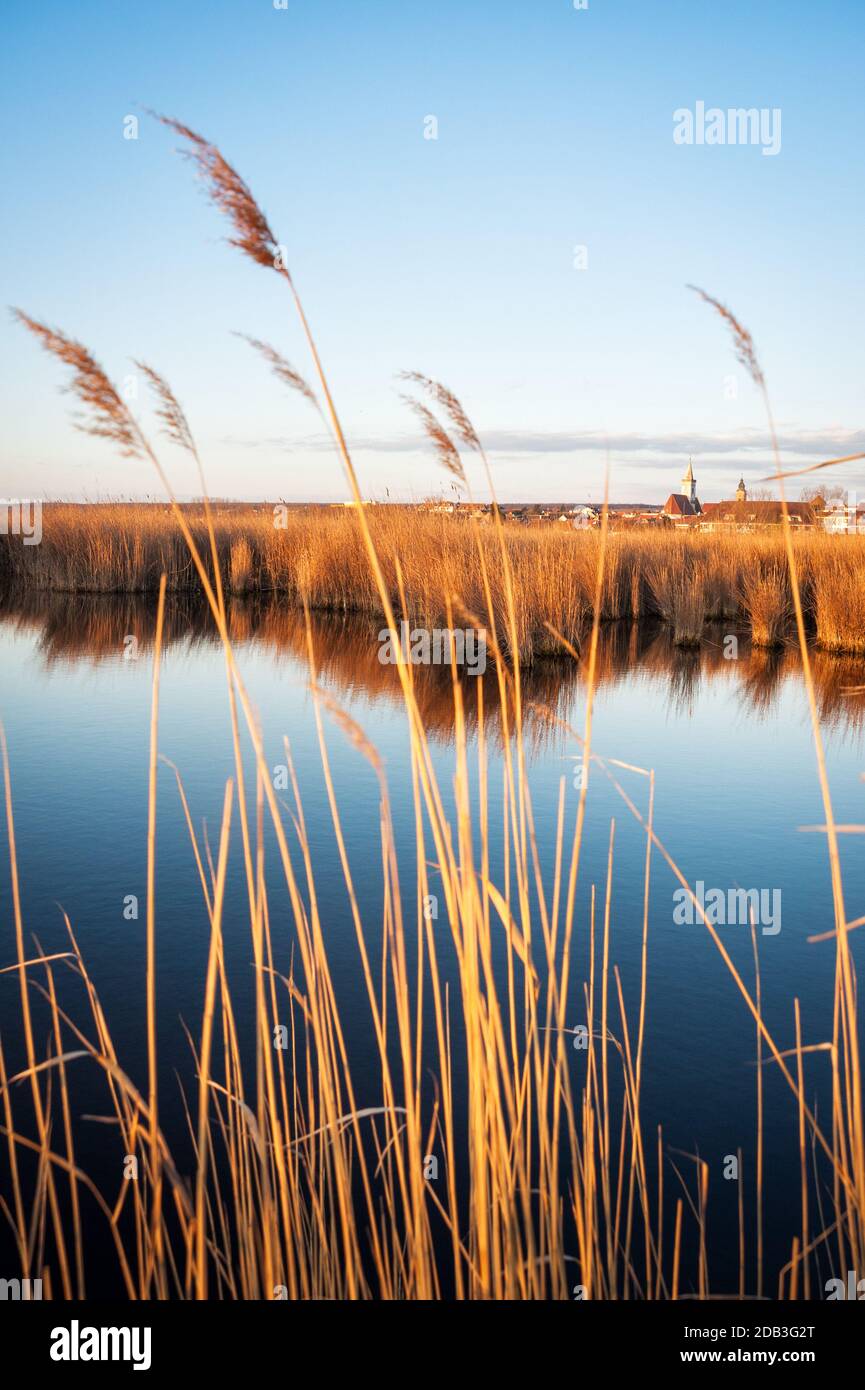 Cintura di canna vicino villaggio di Rust a Neusiedlersee Foto Stock