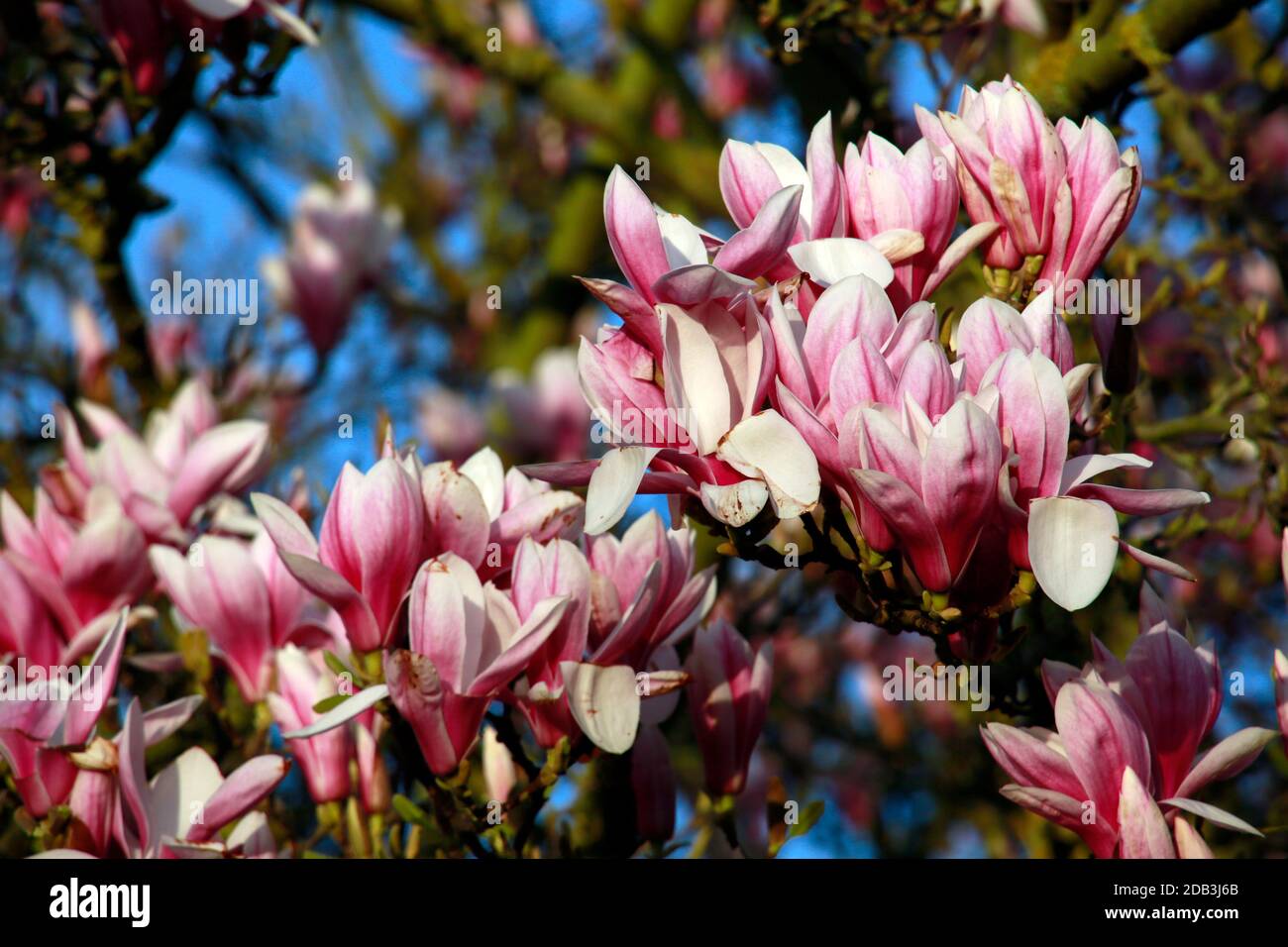 Blütenpracht einer Magnolie (Magnolia) Hybride im Frühling Foto Stock