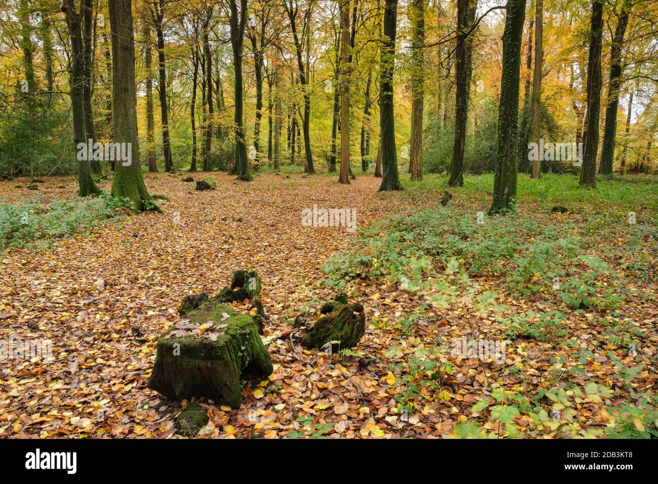 Un tappeto di foglie autunnali nel bosco vicino a Monmouth, Galles del Sud. Foto Stock