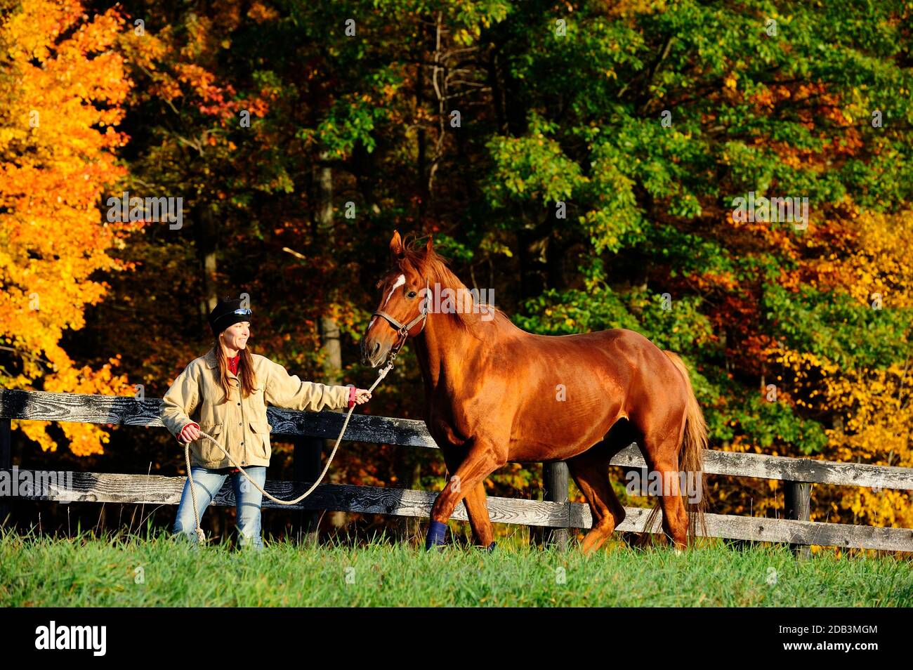 Donna con cavallo in fattoria, Benton, Pennsylvania, Stati Uniti Foto Stock
