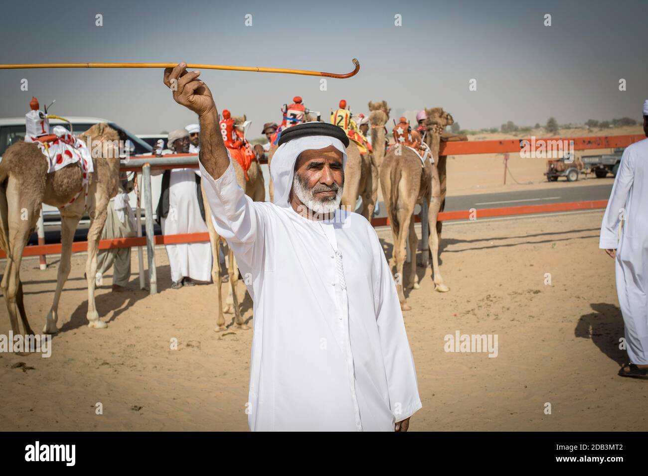 Emirati Arabi Uniti / al Dhaid / corsa di cammelli nella regione centrale dell'Emirato di Sharjah negli Emirati Arabi Uniti Foto Stock