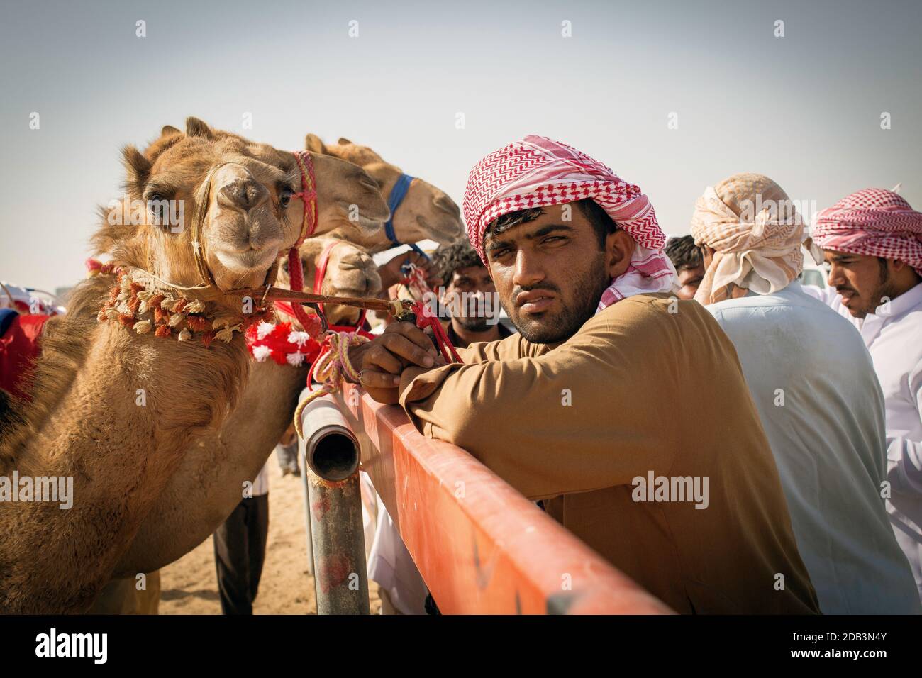 Emirati Arabi Uniti / al Dhaid / allenatori in cammello con i loro cammelli, vicino alla pista di corsa dei cammelli. Foto Stock