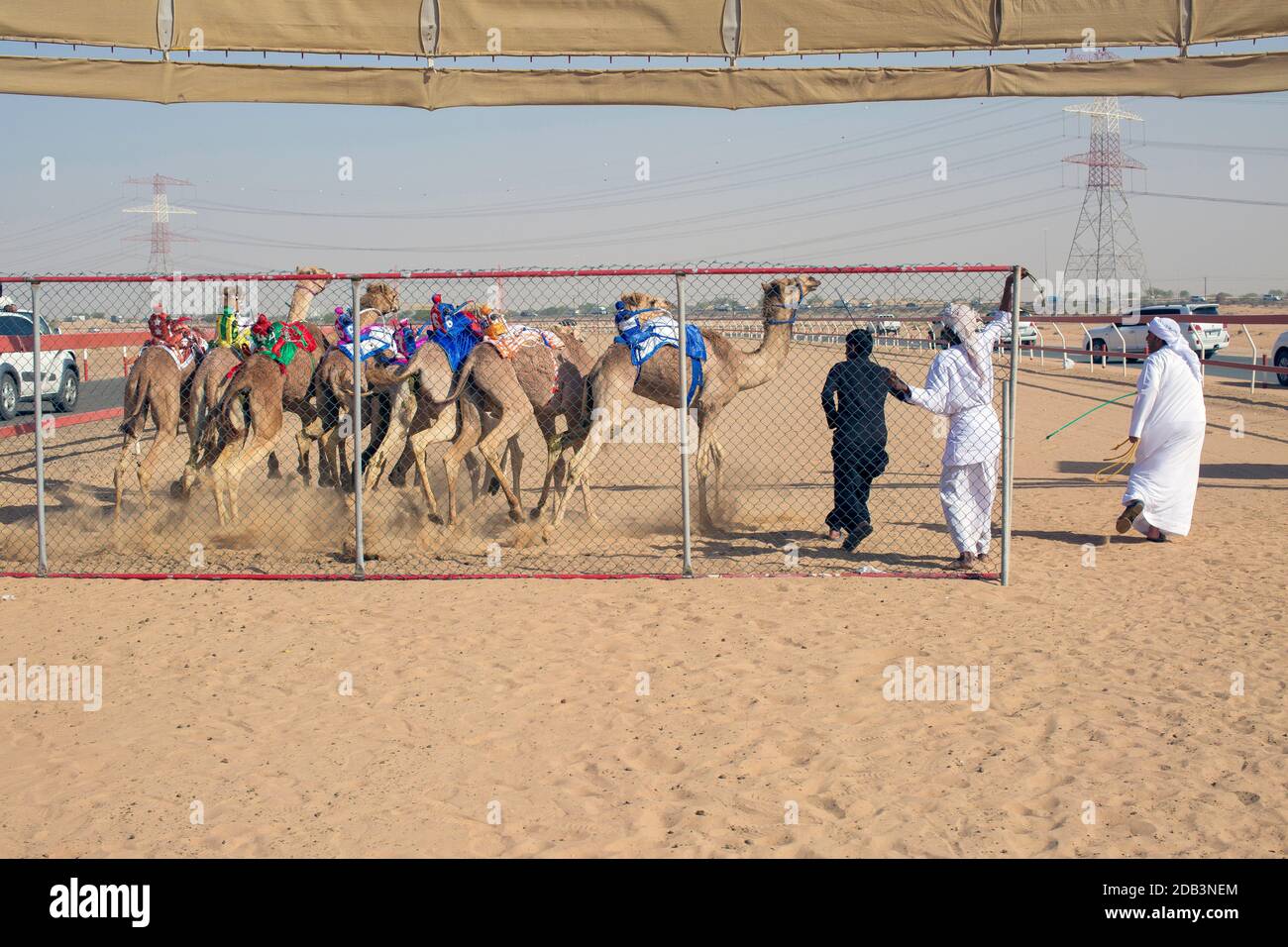 Emirati Arabi Uniti / al Dhaid / corsa di cammelli nella regione centrale dell'Emirato di Sharjah negli Emirati Arabi Uniti Foto Stock