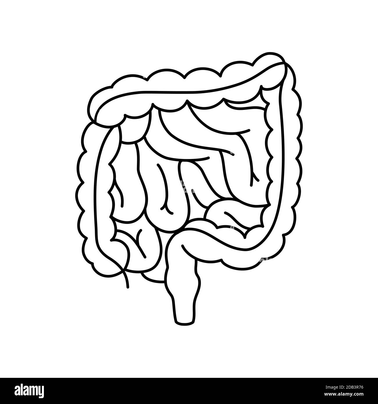 Vettore intestini illustrazione medica contornata, struttura del colon umano, organo interno, tratto digestivo. Illustrazione Vettoriale