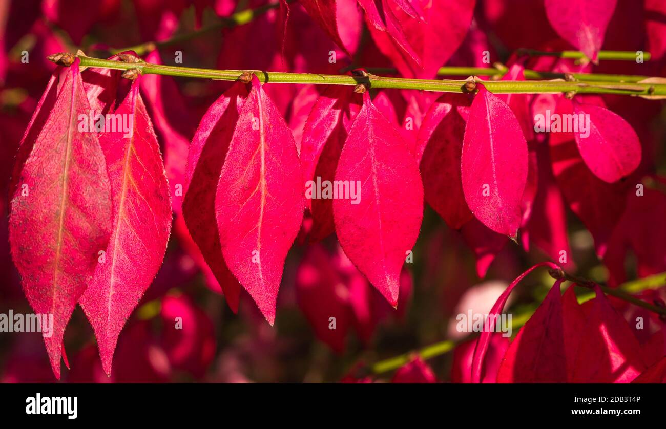 Foglie di colore rosso brillante del cespuglio di Burning (Euonymus alatus) Bodenham Arboretum Worcestershire UK. Ottobre 2020. Foto Stock