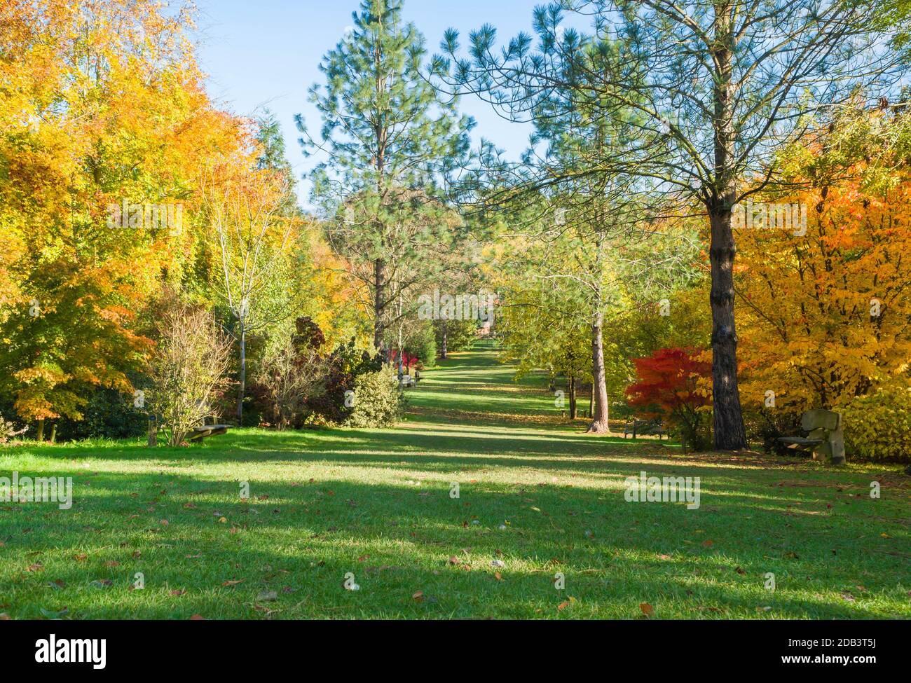 Un viale di colori autunnali, Bodenham Arboretum Worcestershire UK. Ottobre 2020 Foto Stock
