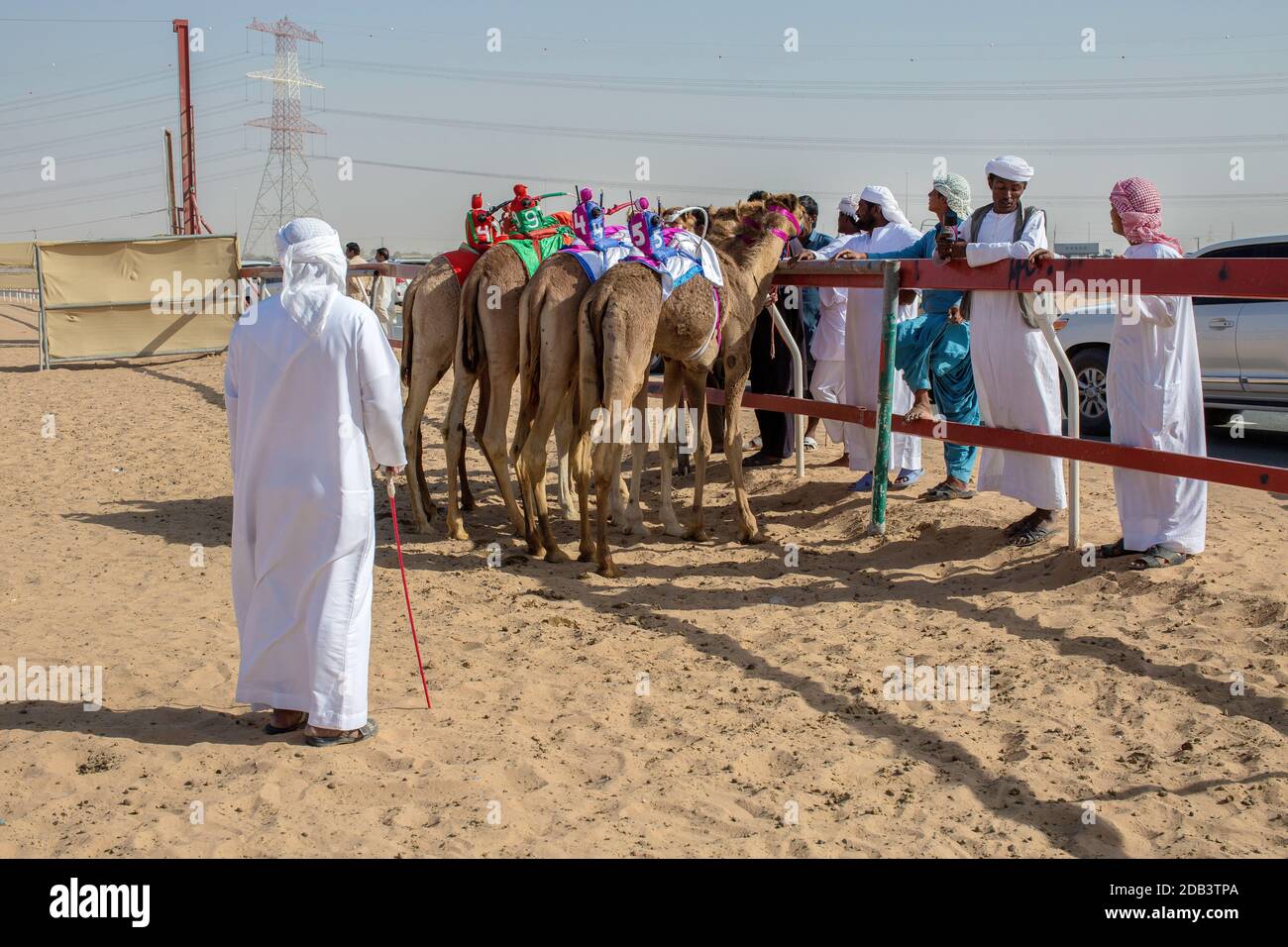 Emirati Arabi Uniti / al Dhaid / Camel Race in Regione centrale dell'Emirato di Sharjah Unito Gli Emirati Arabi vedendo animali fiancheggiati dall'espe Foto Stock