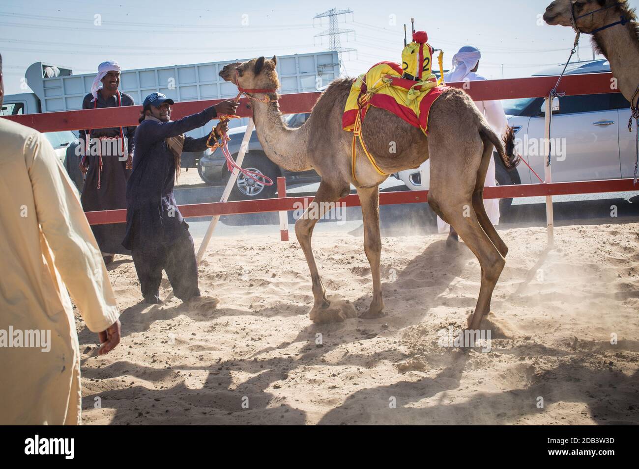 Emirati Arabi Uniti / al Dhaid / corsa di cammelli nella regione centrale dell'Emirato di Sharjah negli Emirati Arabi Uniti . Foto Stock