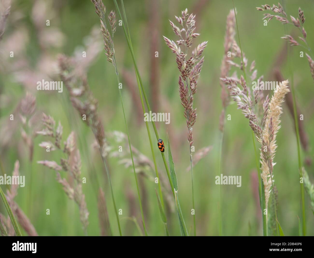 Un unico isolato uno froghopper sul gambo dello stelo di in Campo di velluto prato verde Yorkshire verde erba Foto Stock