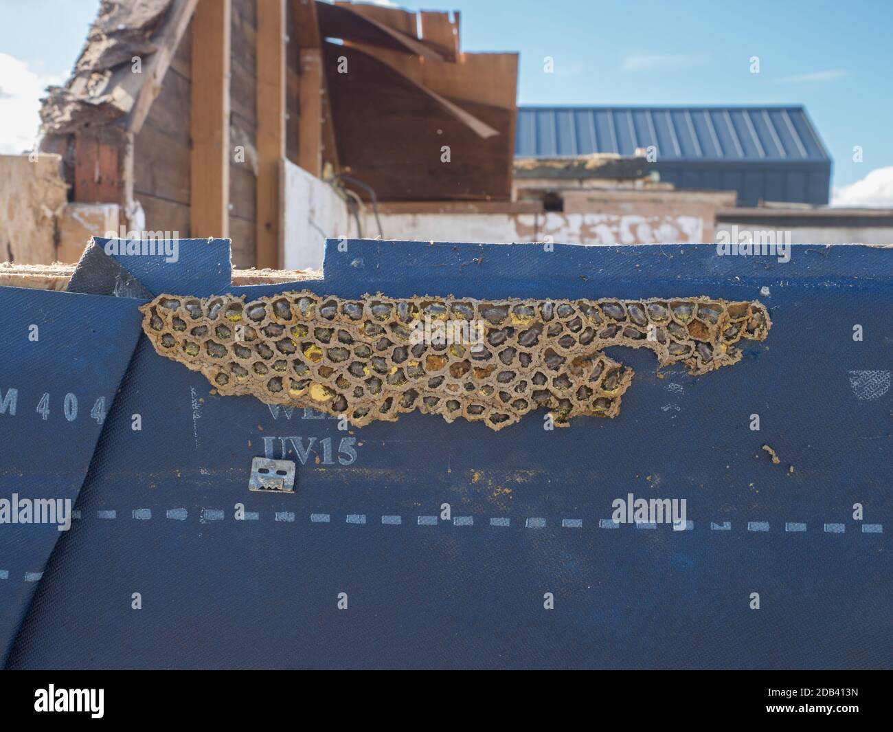 Un nido d'ape Mason solitario esposto rivelando trovato in cavità muro che mostra pupa lavae uova nettare polline nel fango vano cella Foto Stock