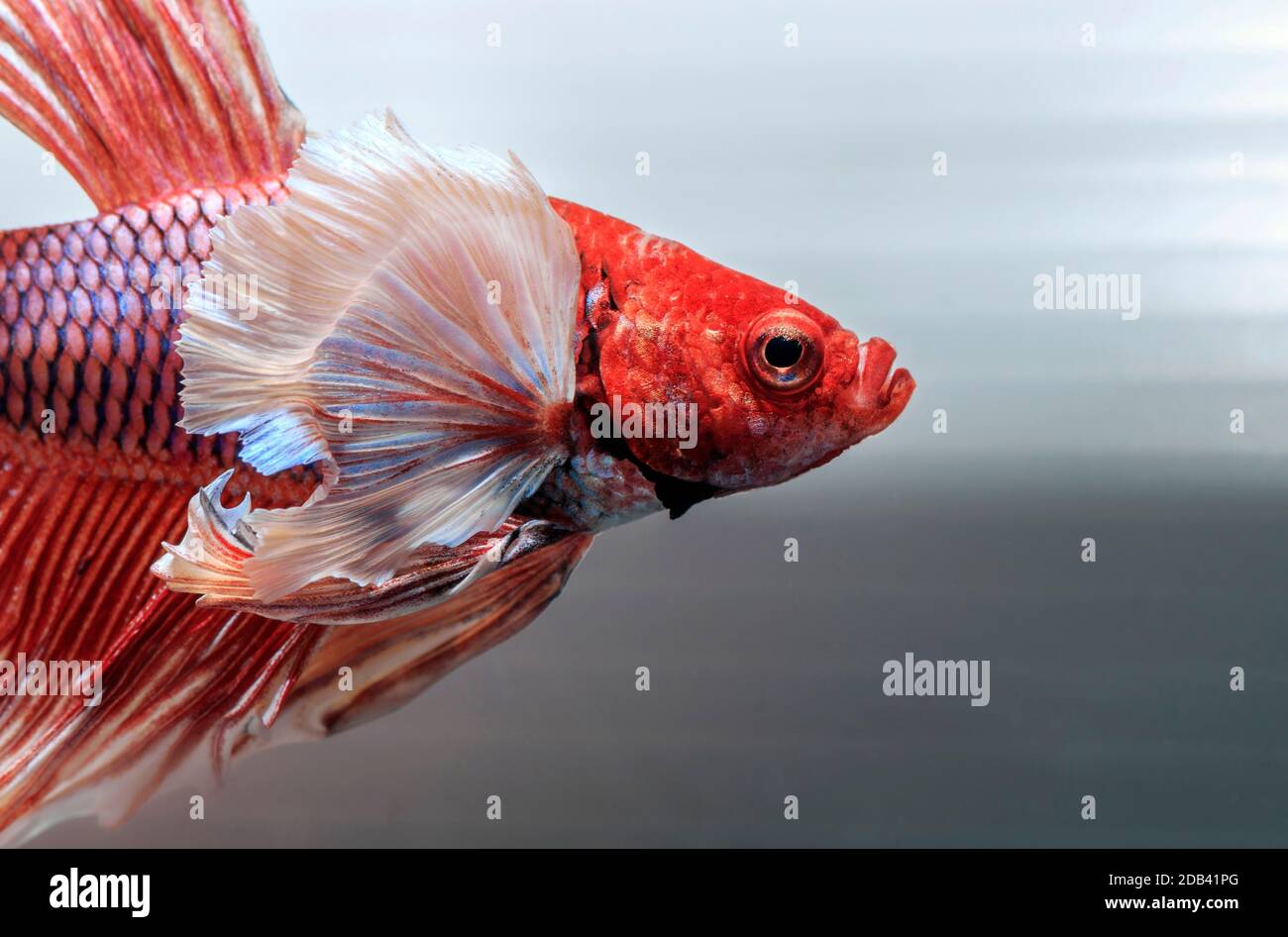 Pesce da combattimento , pesce bello , bel pesce da combattimento color.Siamese. Foto Stock