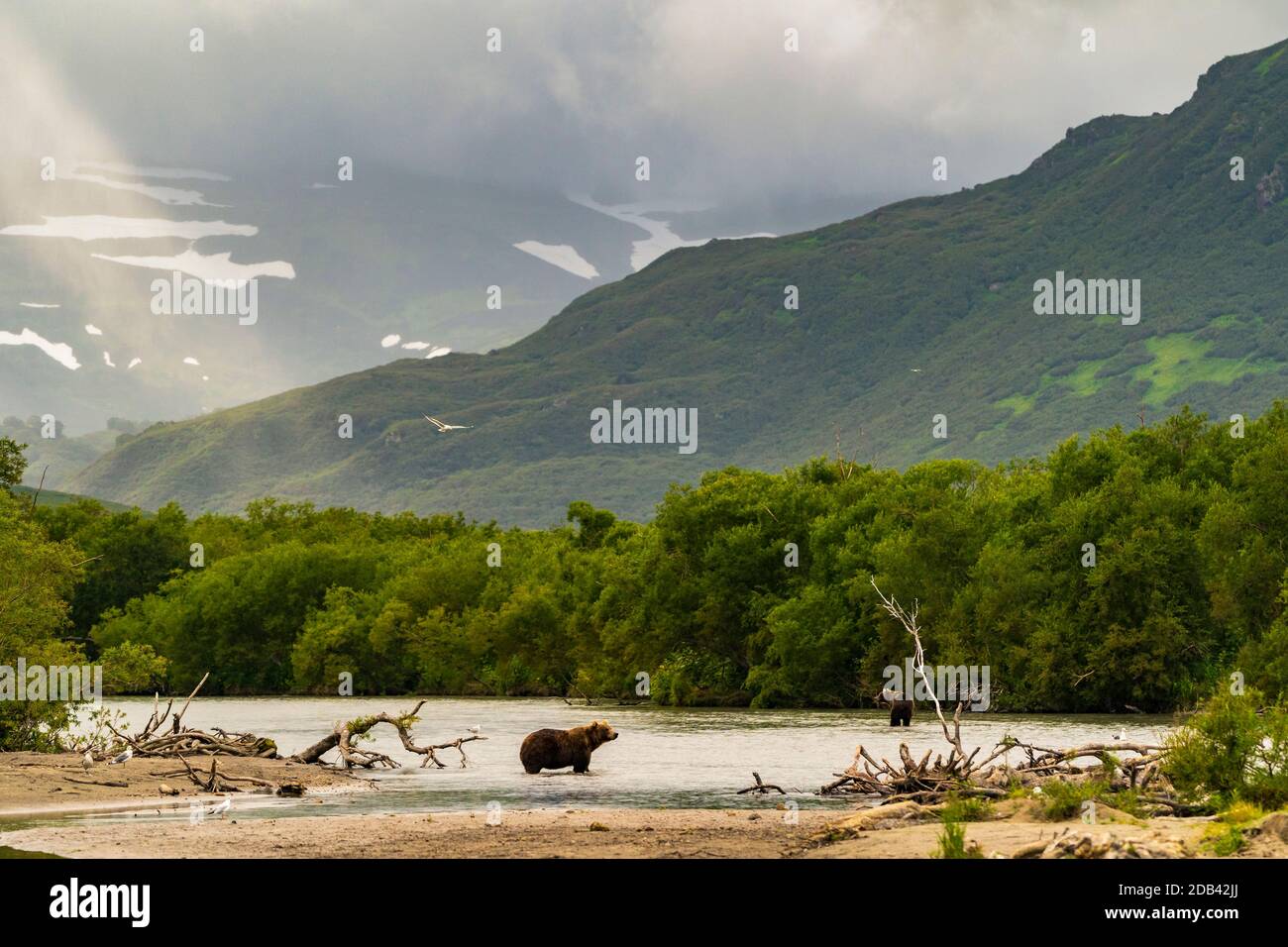 Marrone bearÃ‚Â (UrsusÃ‚Â arctos) sulla riva del fiume, lago KurileÃ‚Â, Penisola di Kamchatka, Russia Foto Stock