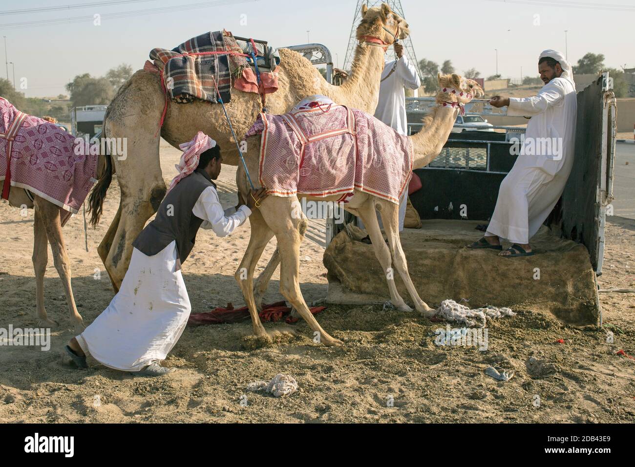 Gli addestratori e i gestori di cammelli seguono le corse dei cammelli durante una tradizionale corsa di cammelli in un circuito nel deserto ad al Dhaid, Sharjah, Emirato Arabo Unito. Foto Stock