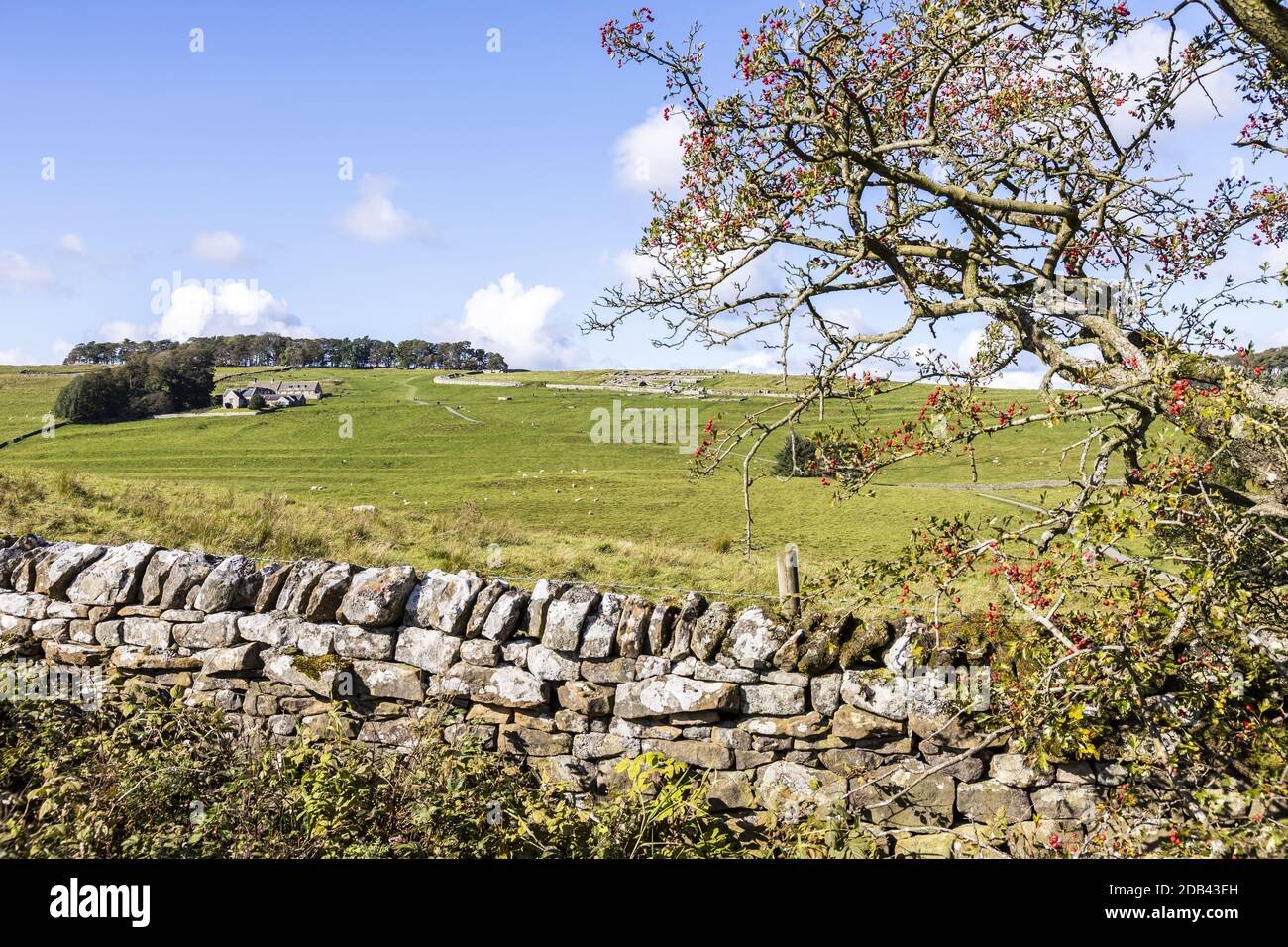 Vercovicium Roman Fort and Museum at Housesteads on Hadrians Wall, vicino a Bardon Mill, Northumberland UK Foto Stock