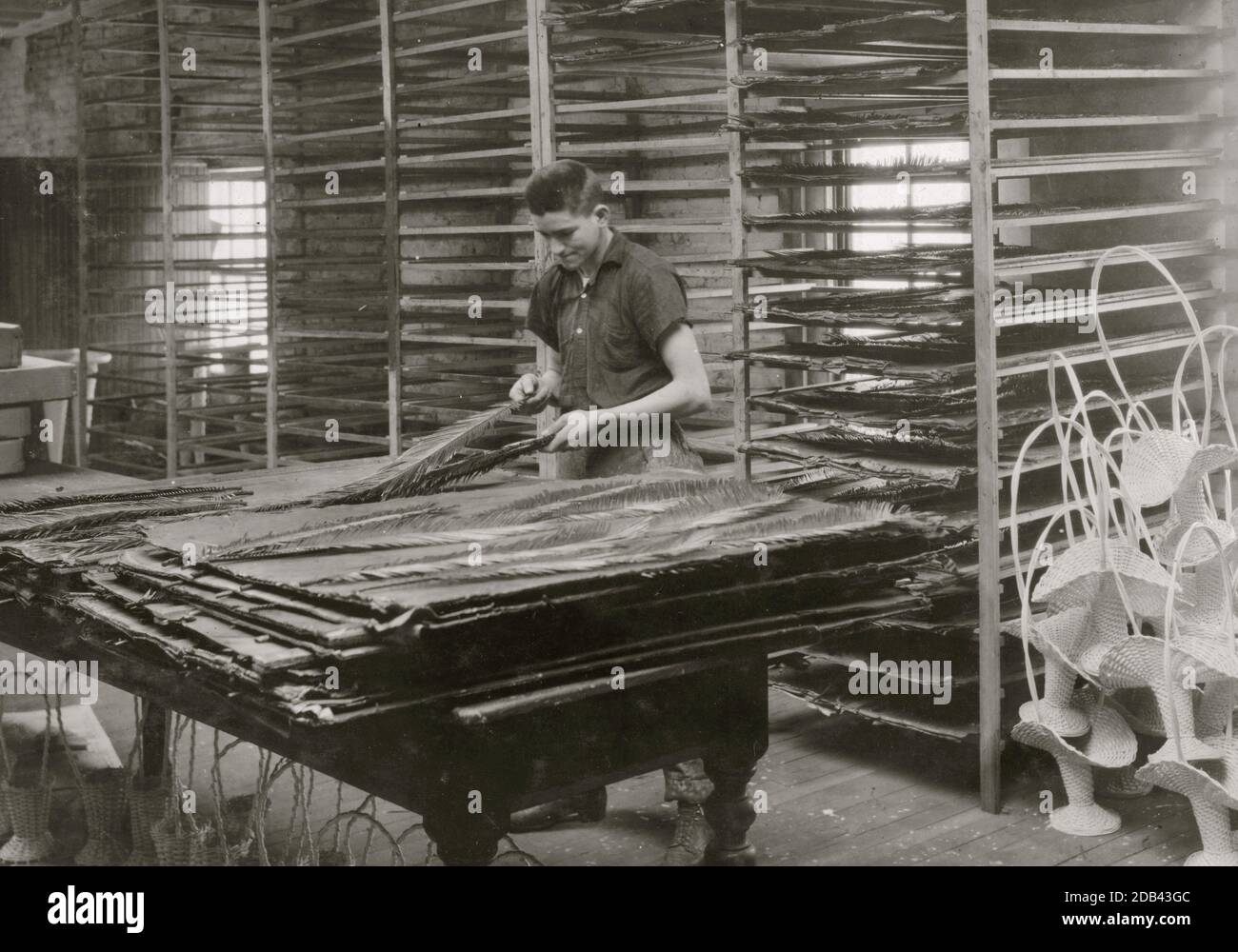 15 anni di ragazzo che smista foglie di cicas, Boston Floral Supply Co., 347-357 Cambridge Street. Si dice essere l'unica fabbrica di fiori in Massachusetts. Foto Stock