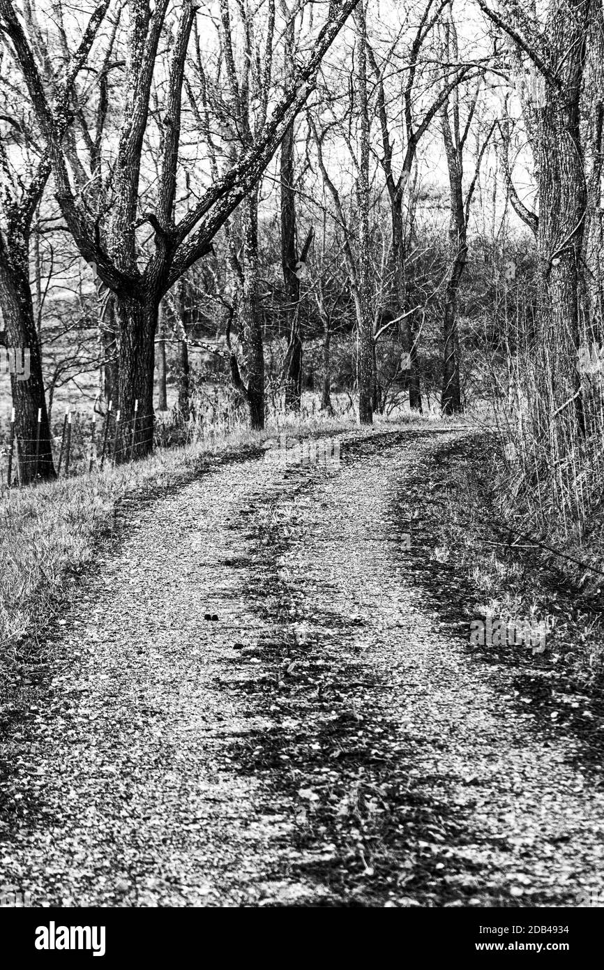 Una strada di campagna si piega in una curva, con un campo illuminato dal tramonto e alberi sullo sfondo. Foto Stock