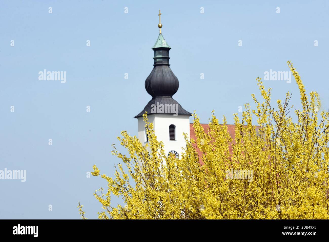 Ein Forsythien-Strauch im Frühling vor einer Kirche (Rüstorf, Bezirk Vöcklabruck, Oberösterreich, Österreich) - Der Strauch wächst aufrecht und erreic Foto Stock