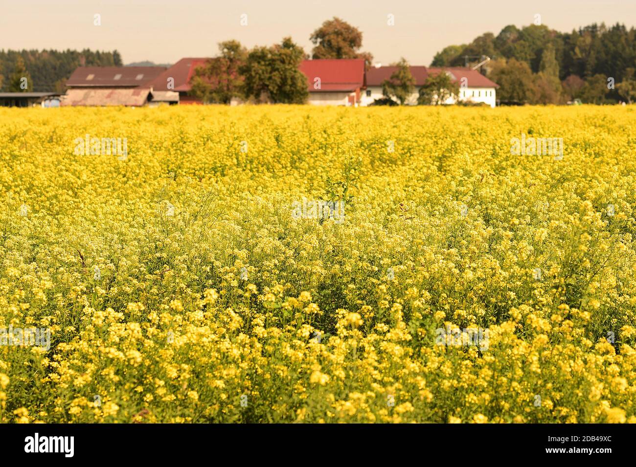 Ein Feld mit blühenden Senfpflanzen im Herbst im Salzkammergut - Senf ist ein scharfes gewürz, das aus den Samenkörnern des Weißen, Braunen und des SC Foto Stock