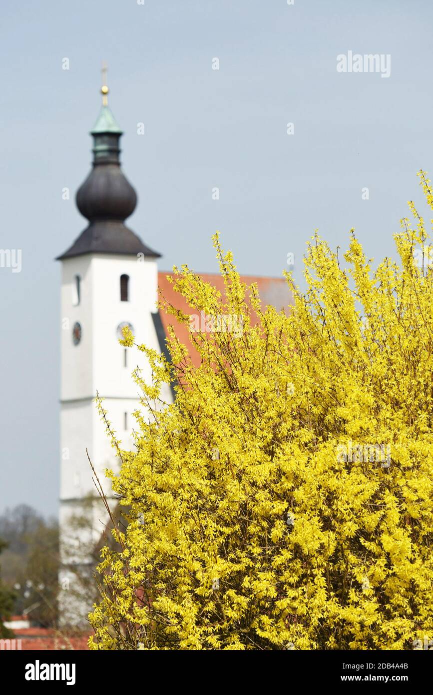 Ein Forsythien-Strauch im Frühling vor einer Kirche (Rüstorf, Bezirk Vöcklabruck, Oberösterreich, Österreich) - Der Strauch wächst aufrecht und erreic Foto Stock