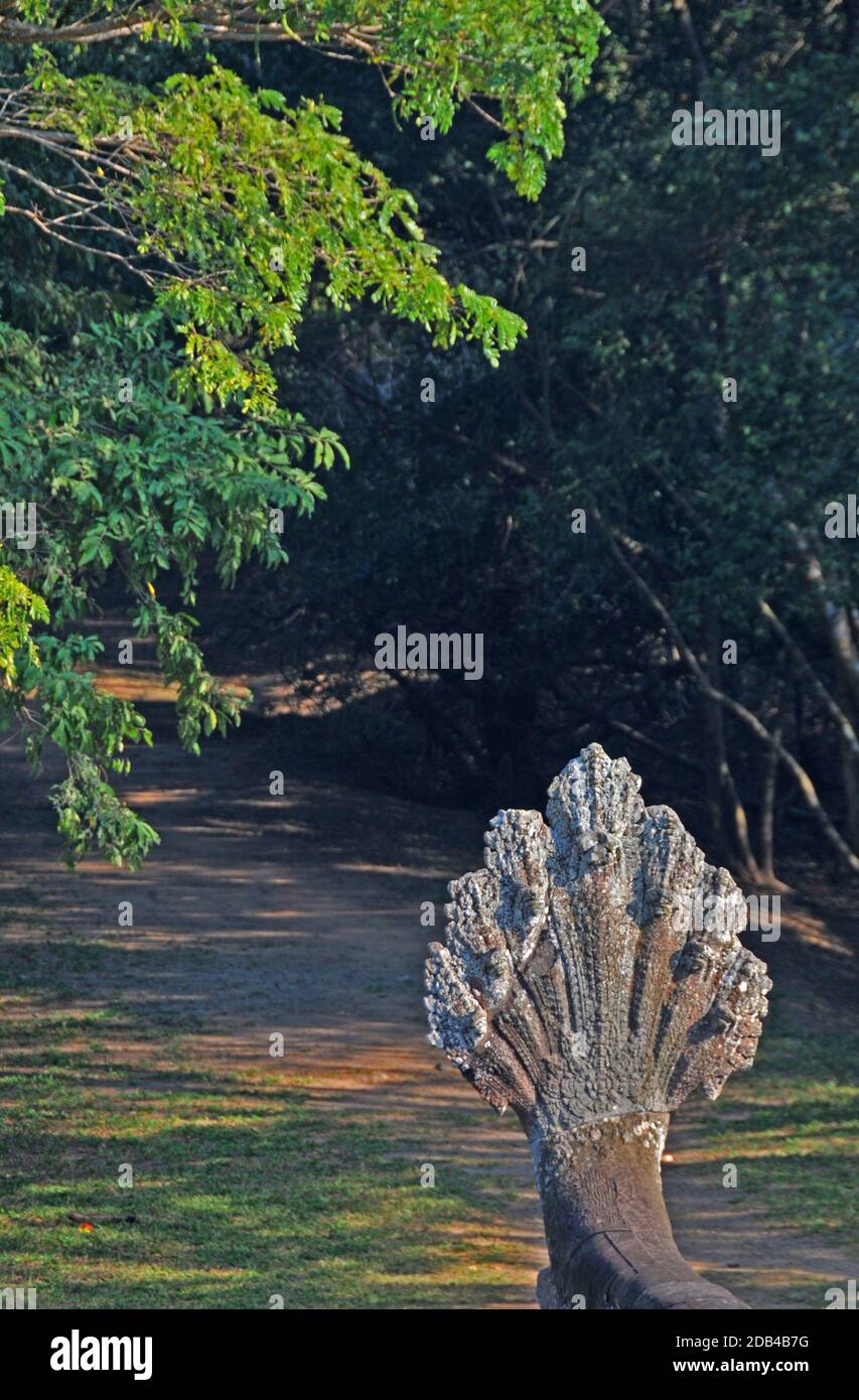 Guardiano di pietra di Naga, tempio dell'IVA di Angkor, Cambogia Foto Stock
