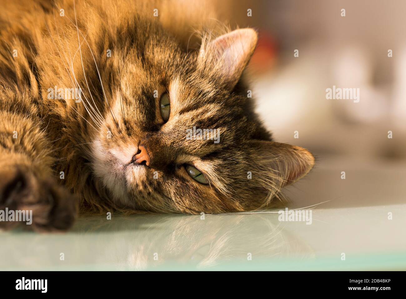 Adorabile gatto dai capelli lunghi con capelli marroni, razza siberiana Foto Stock