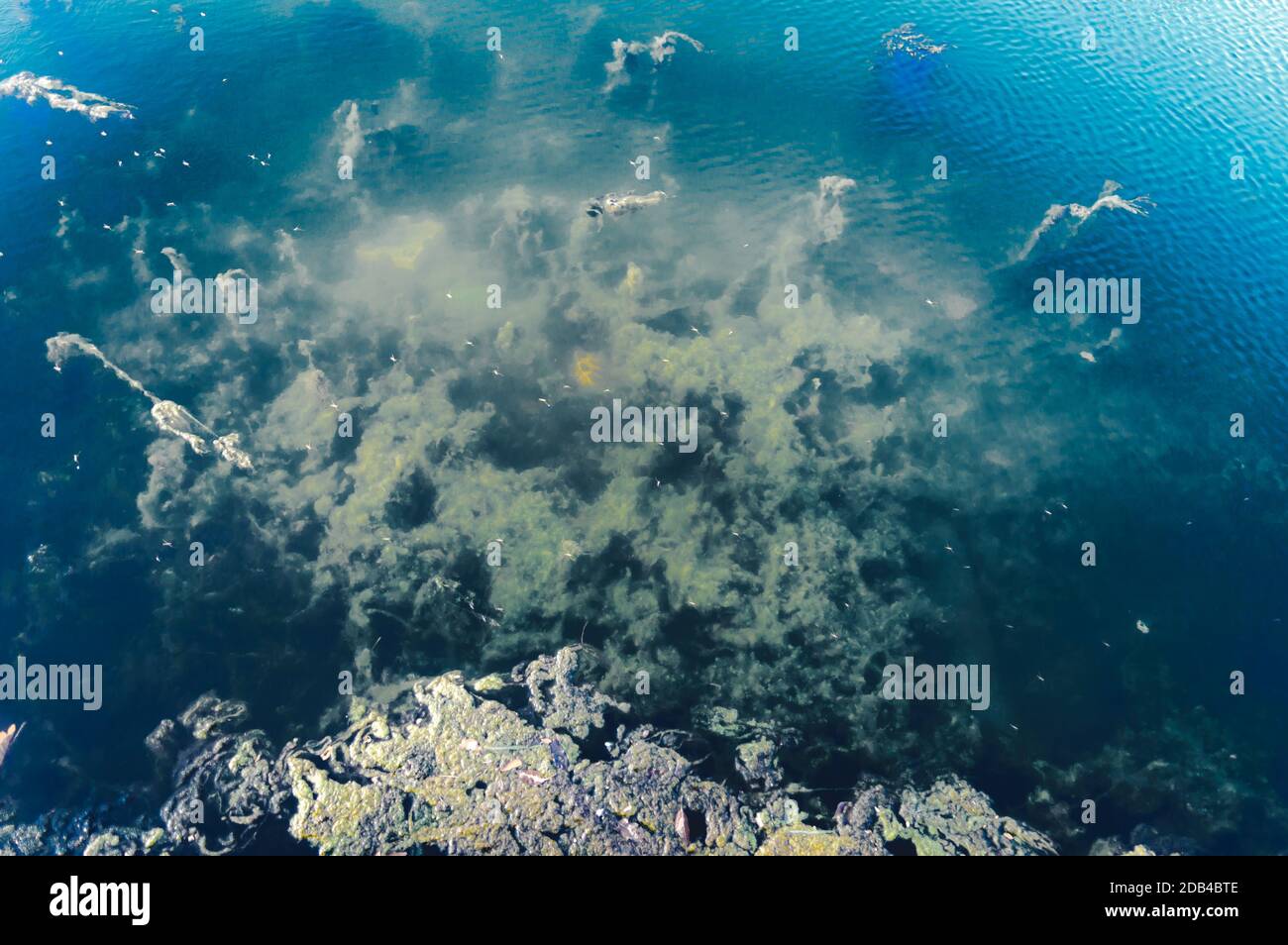 Fondo del fondo del fondo del mare blu profondo. Texture e colore astratti. Organismi acquatici SEA Life sfondo. Elementi di design per sfondi naturali. Foto Stock