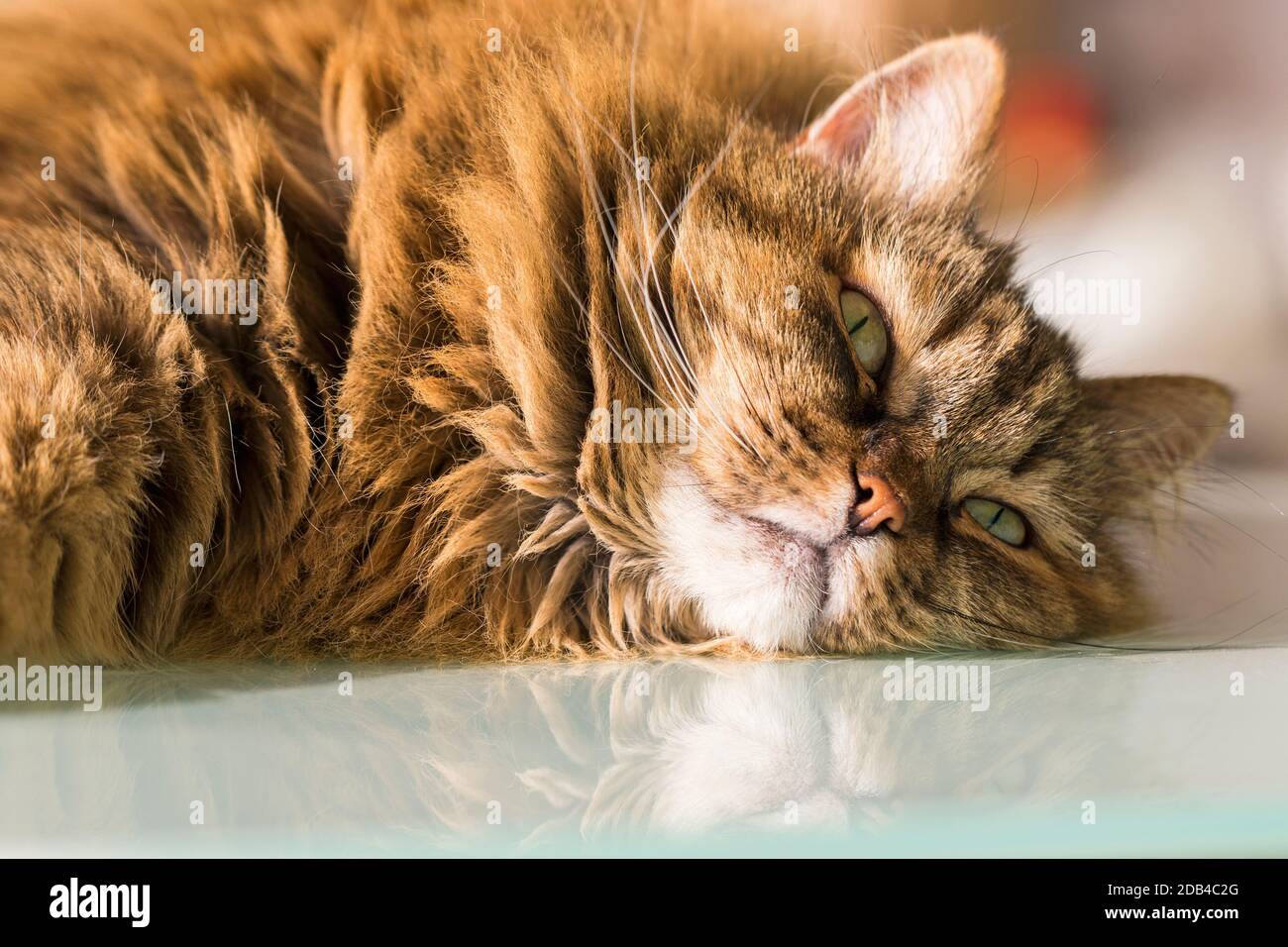 Adorabile gatto dai capelli lunghi con capelli marroni, razza siberiana Foto Stock