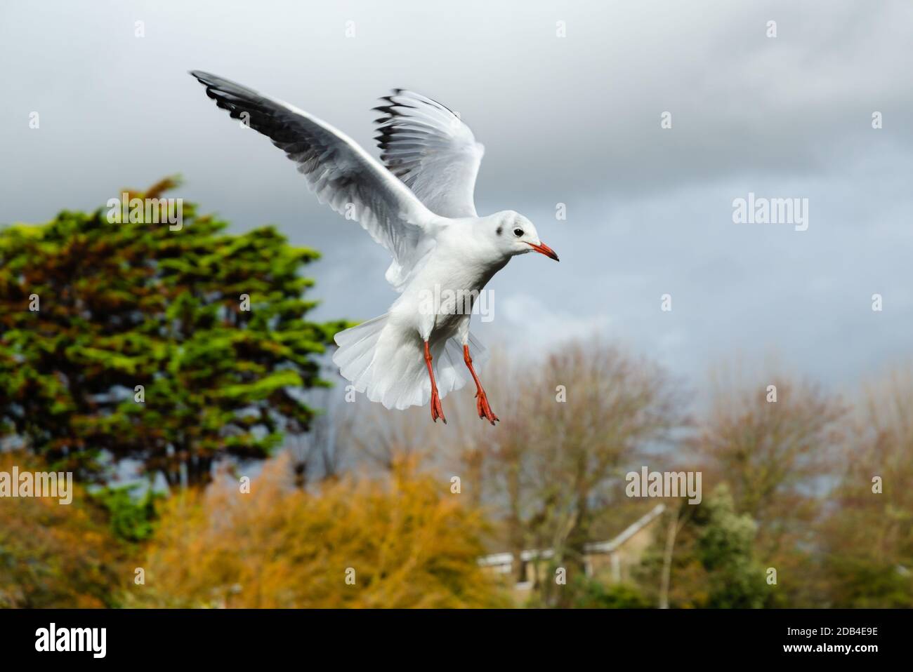 Gabbiano a testa nera (Chromicocephalus ridibundus) con ali in volo in inverno nel Regno Unito. Gabbiano in volo. Foto Stock