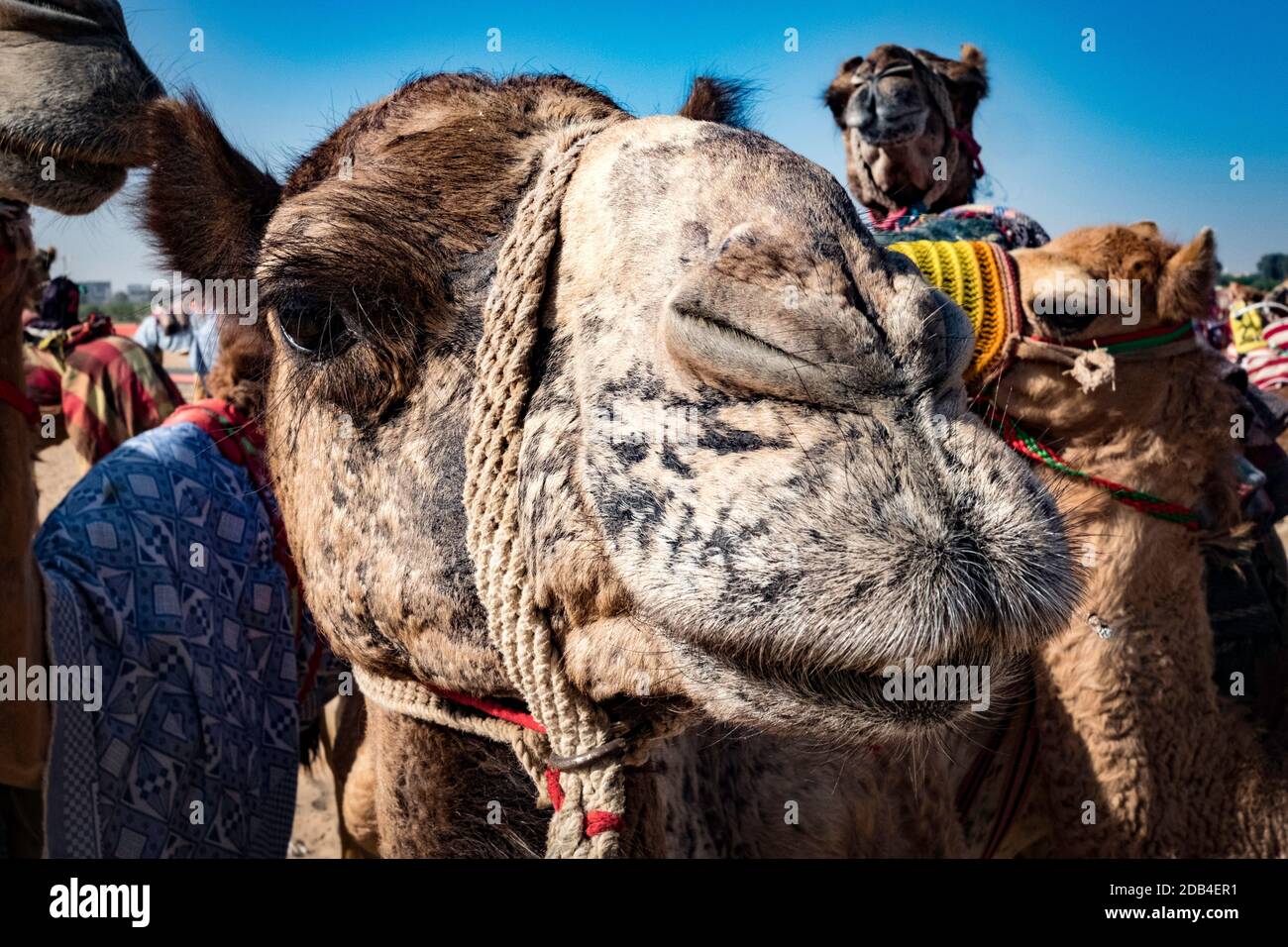 Emirati Arabi Uniti / al Dhaid / corsa di cammelli nella regione centrale dell'Emirato di Sharjah negli Emirati Arabi Uniti / Foto Stock