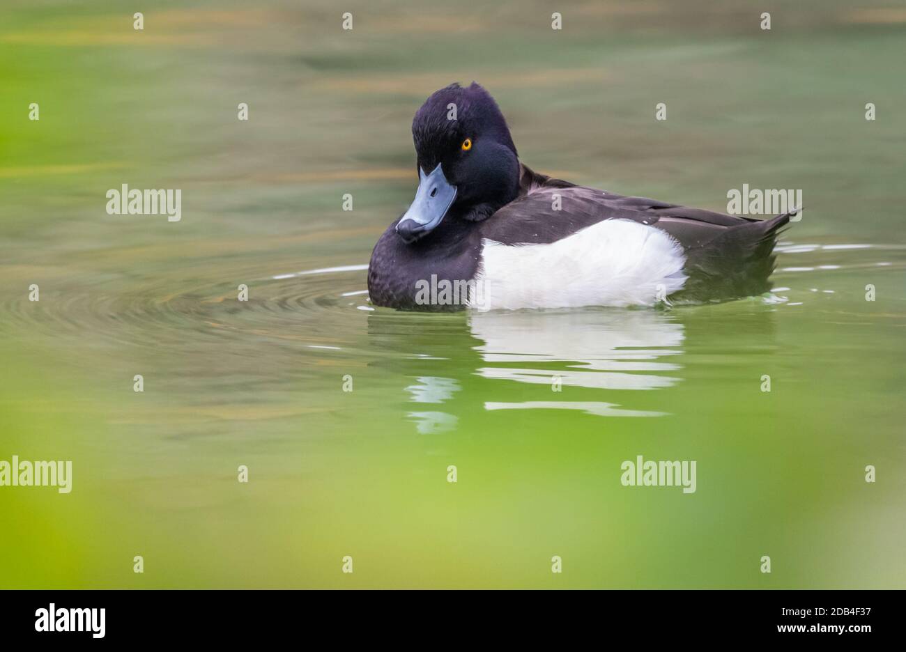Vista laterale di maschio (drake) Tufted Duck (Aythya fuligula) nuotare in acqua in un lago in autunno nel Sussex occidentale, Inghilterra, Regno Unito. Foto Stock