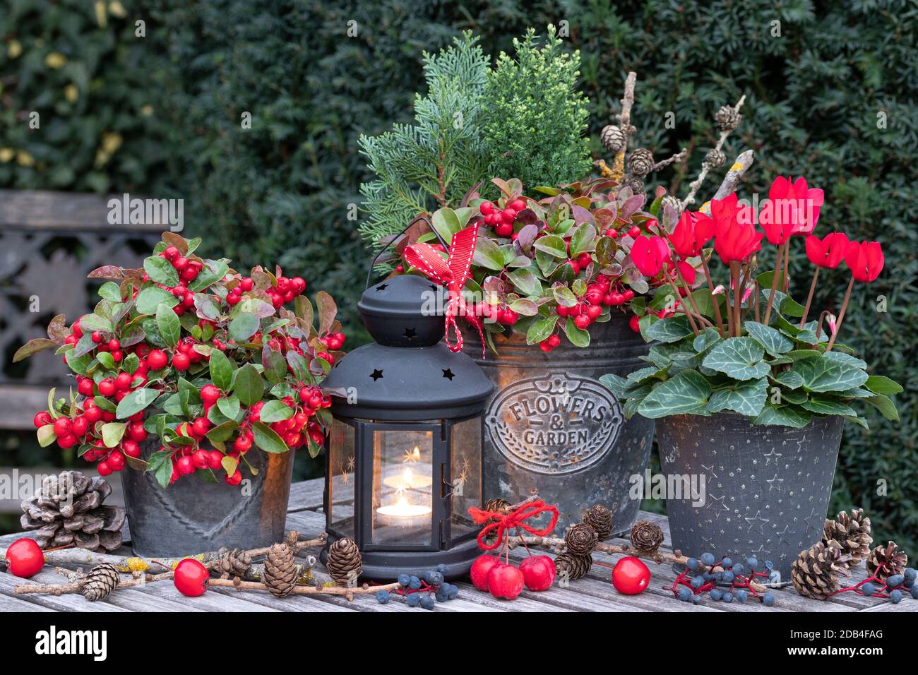 decorazione giardino invernale con ciclamino rosso, procumbens gaulteria e lanterna d'epoca Foto Stock