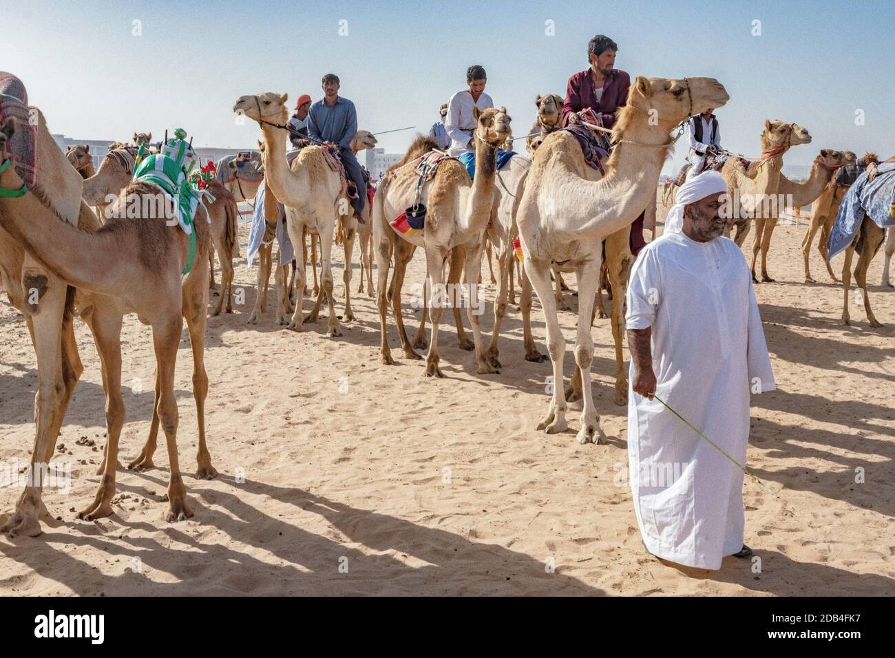 Emirati Arabi Uniti / al Dhaid / allenatori in cammello con i loro cammelli, vicino alla pista di corsa dei cammelli. Foto Stock