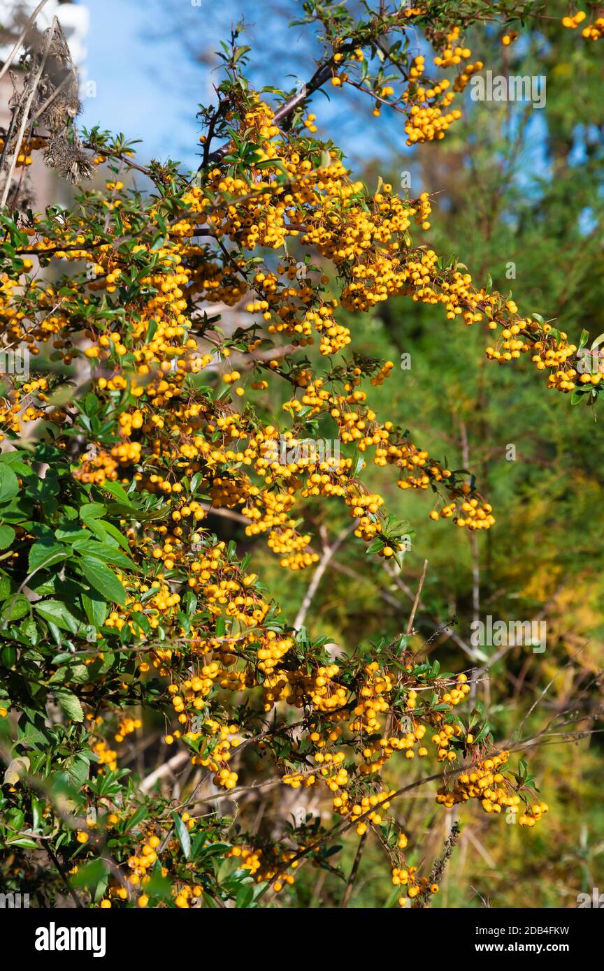 Bacche di arancia che crescono su un arbusto di Firethorn (Pyracantha) in autunno in Inghilterra, Regno Unito. Foto Stock