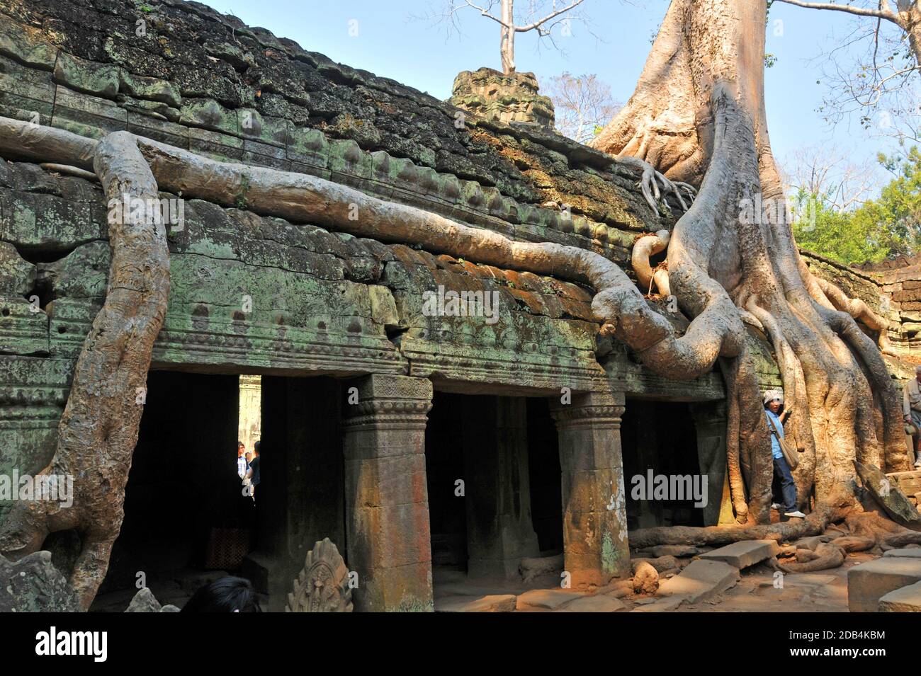 Le rote degli alberi che crescono in eccesso del complesso del tempio di Ta Prohm, Angkor, Cambogia Foto Stock