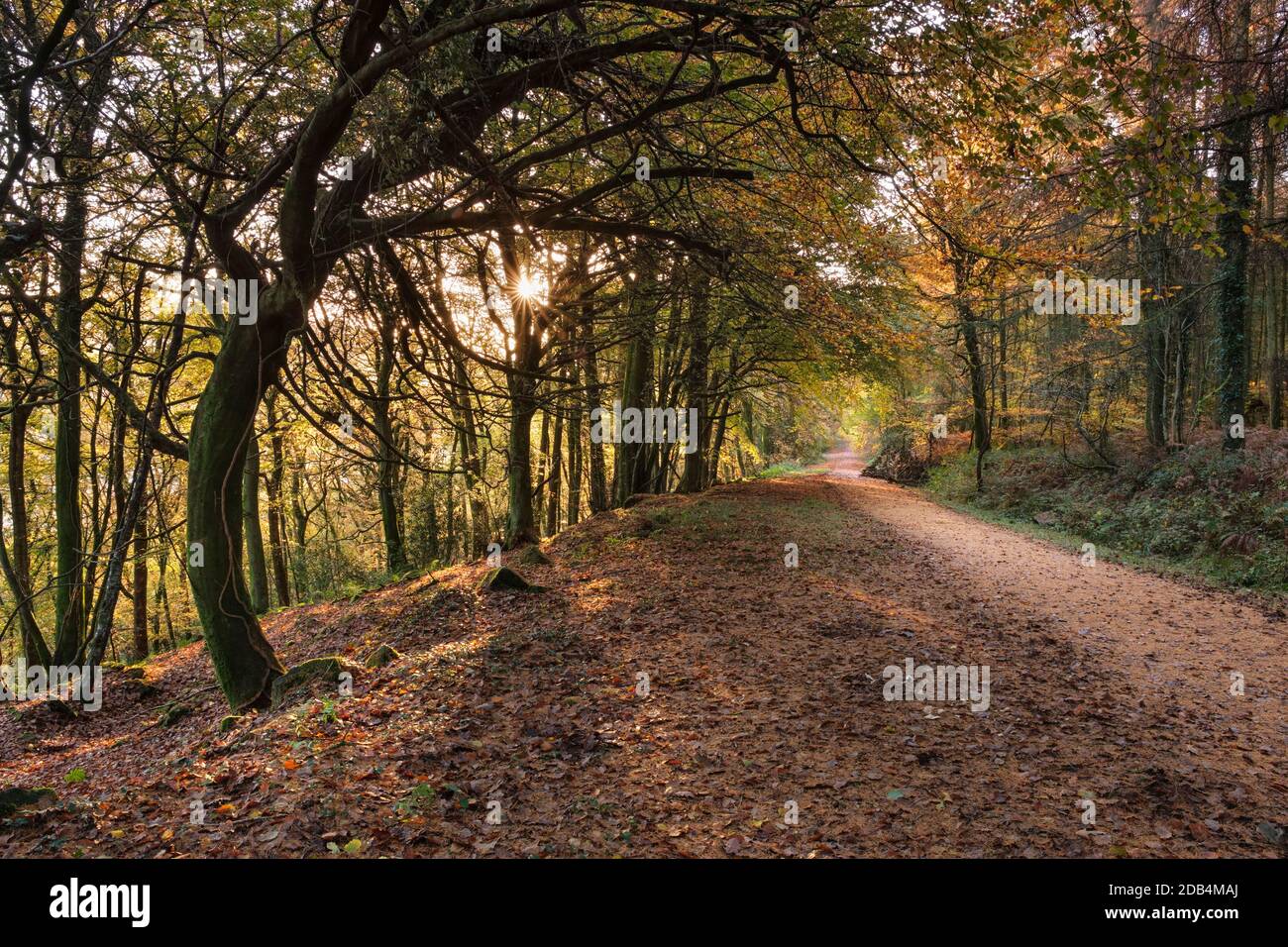 Sentiero attraverso il bosco di cucù vicino a Tintern. Foto Stock