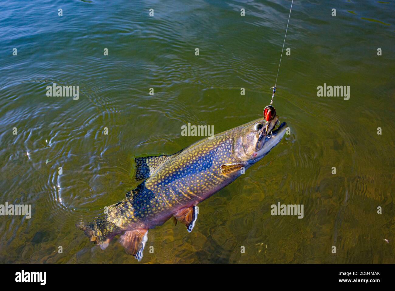 pesca artica del char Foto Stock