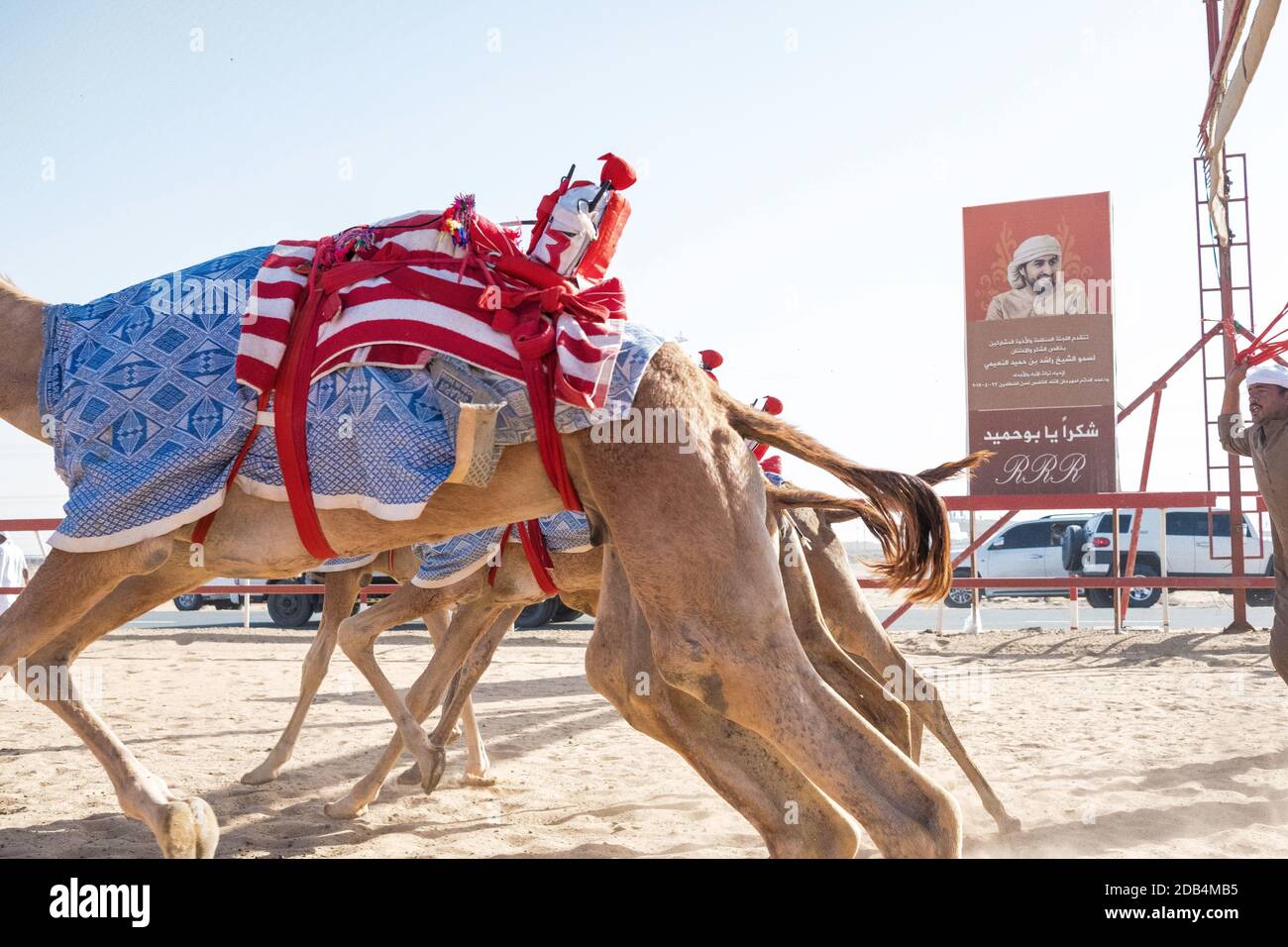 Gli Emirati Arabi Uniti / al Dhaid / i cammelli da corsa competono. Al Dhaid Camel Race Track nella regione centrale dell'Emirato di Sharjah . In un ta moderno Foto Stock